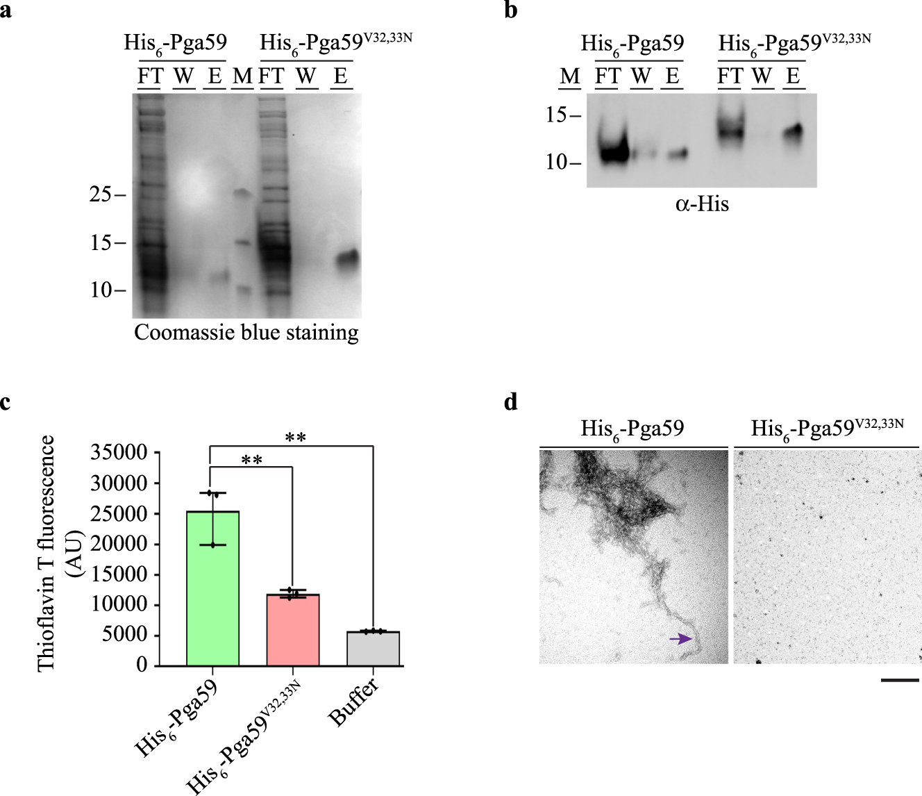 Fig. 2: rPga59 aggregates display amyloid structures properties.