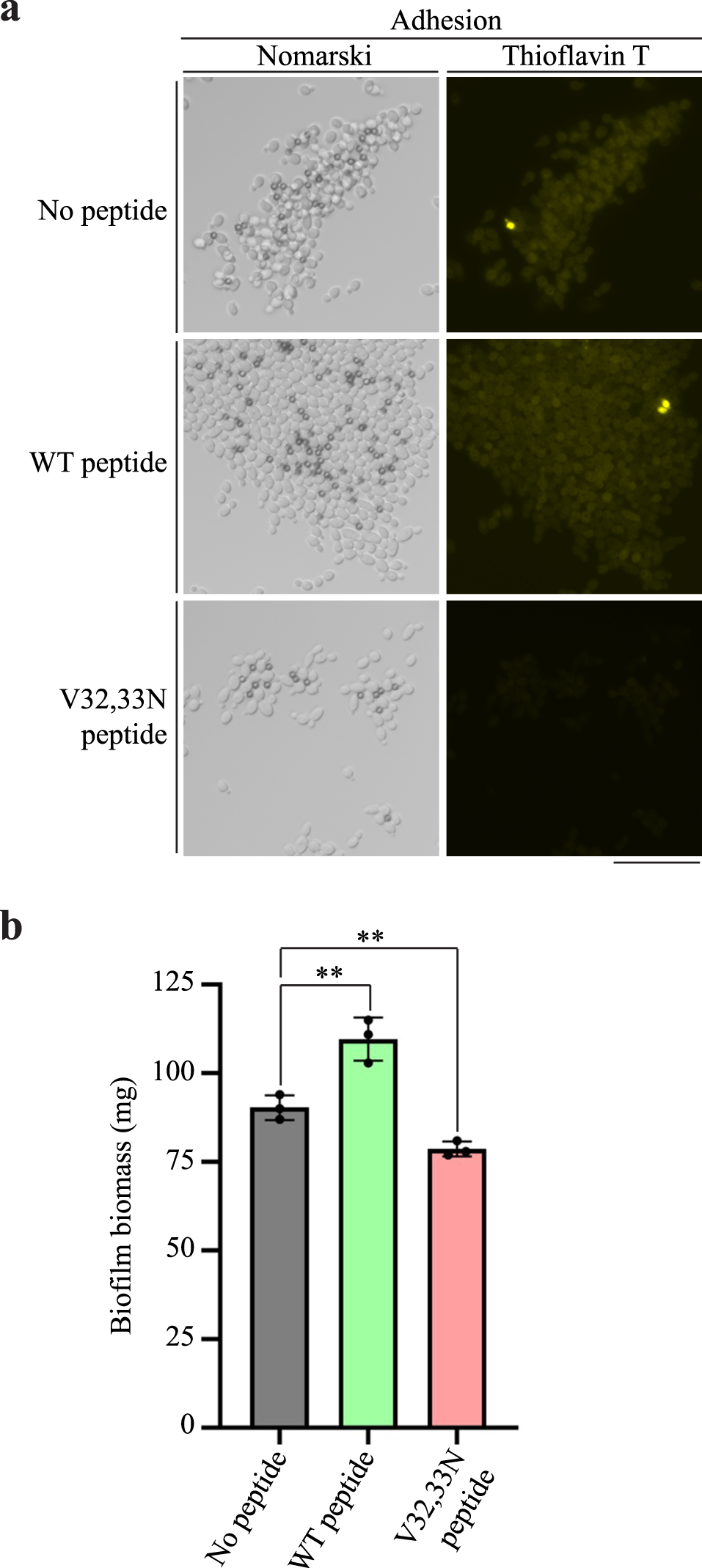 Fig. 7: Amyloid assembly and biofilm formation are impaired upon treatment with the Pga59 D1 V32,33N peptide.