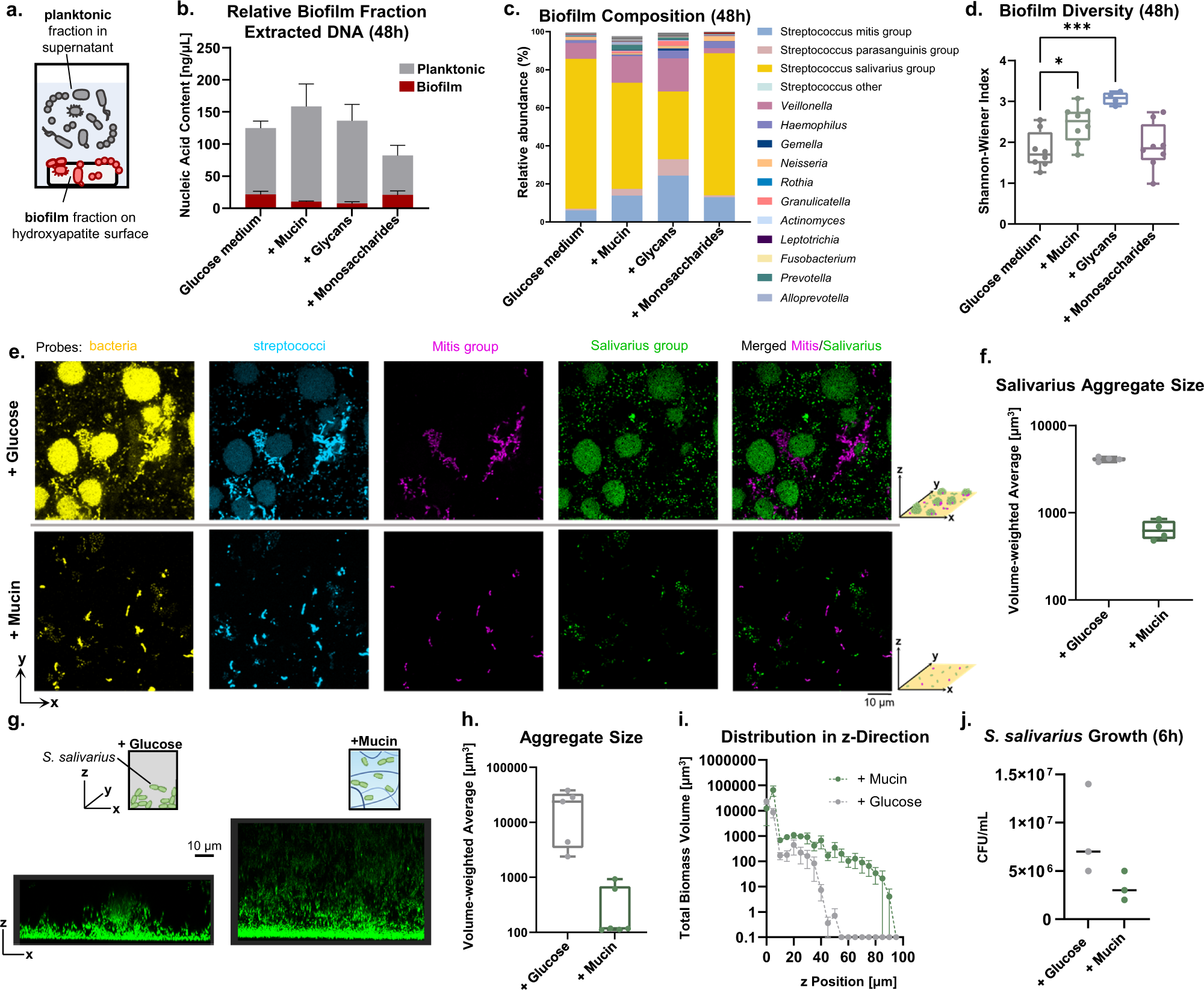 Fig. 5: Mucins spatially organize oral microbial communities, reducing surface attachment and aggregation.
