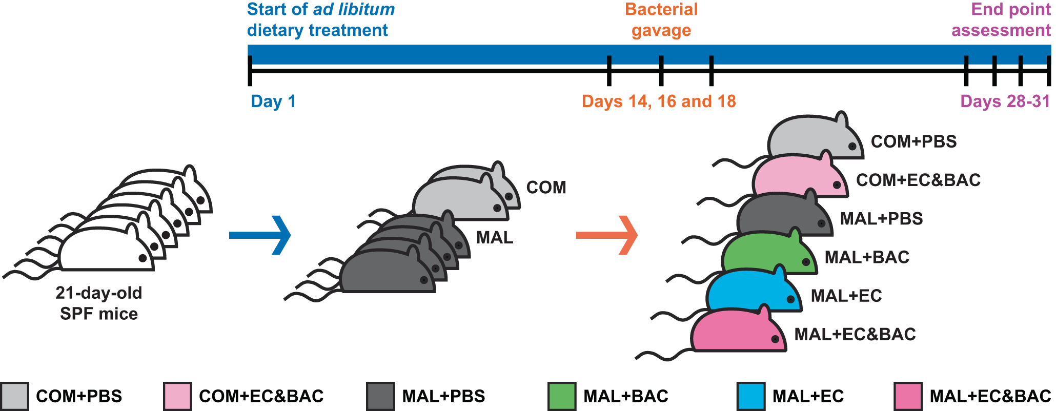 A collection of bacterial isolates from the pig intestine reveals