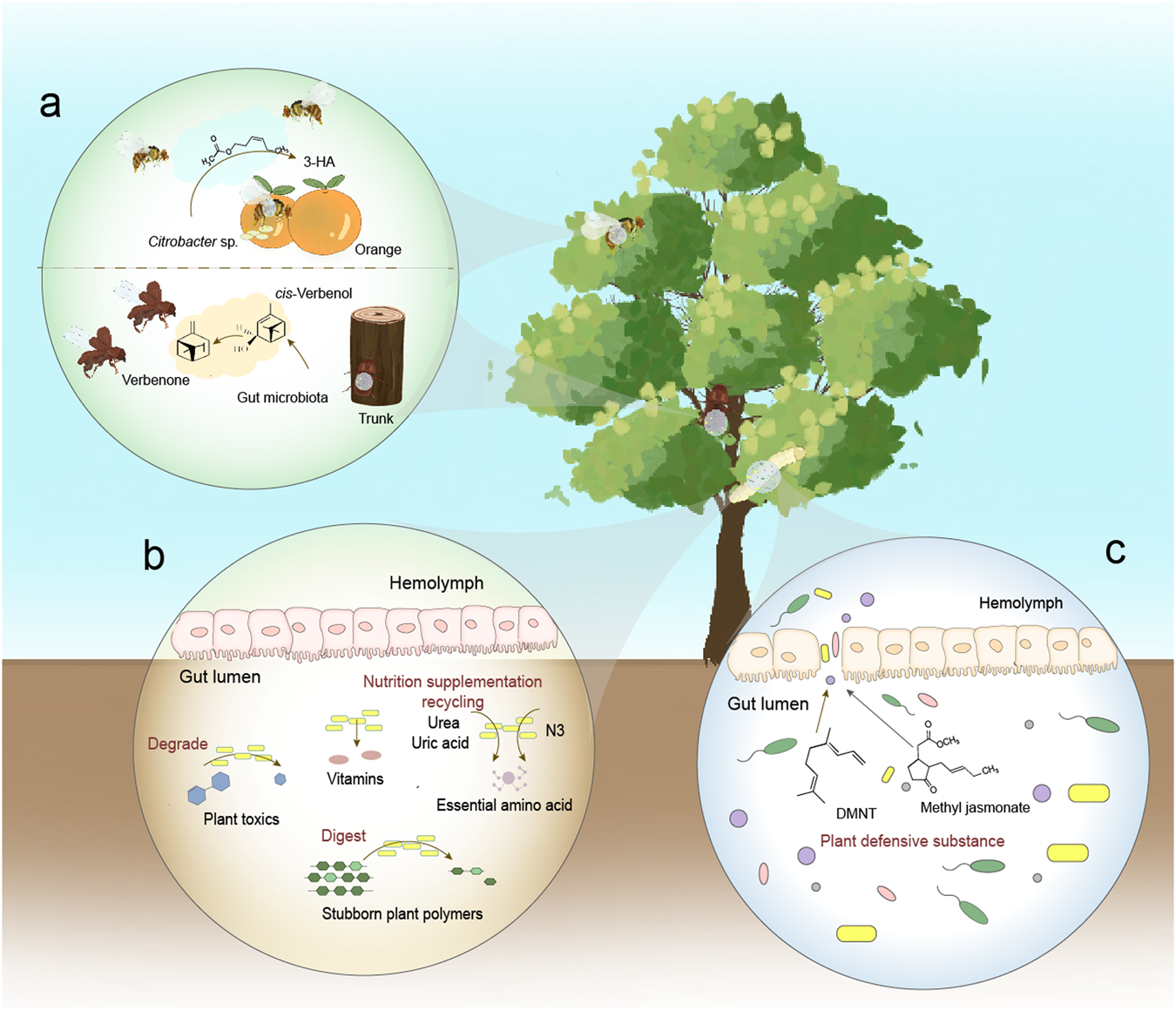 The pivotal roles of gut microbiota in insect plant interactions for  sustainable pest management | npj Biofilms and Microbiomes, image size:1350x1160