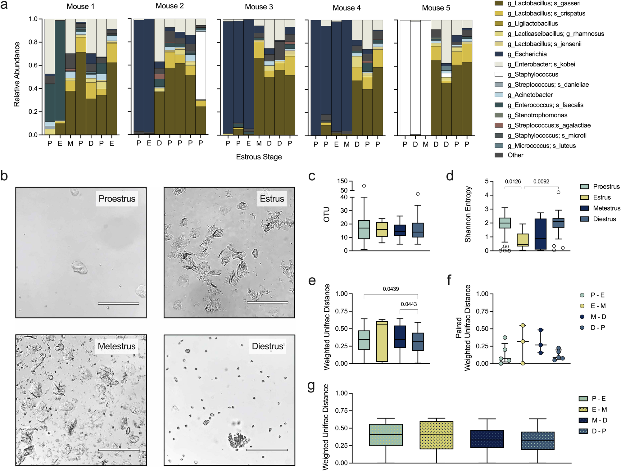 Fig. 3: Vaginal microbiota dynamics across estrous stages in HMbmice.