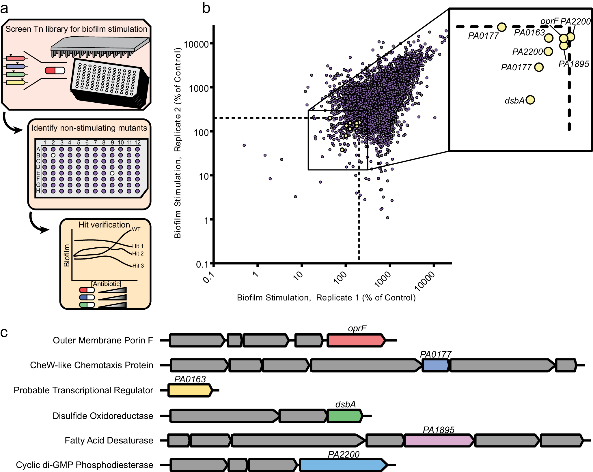Fig. 3: A transposon mutant library screen uncovers genetic determinants of biofilm stimulation by sub-MIC antibiotics.