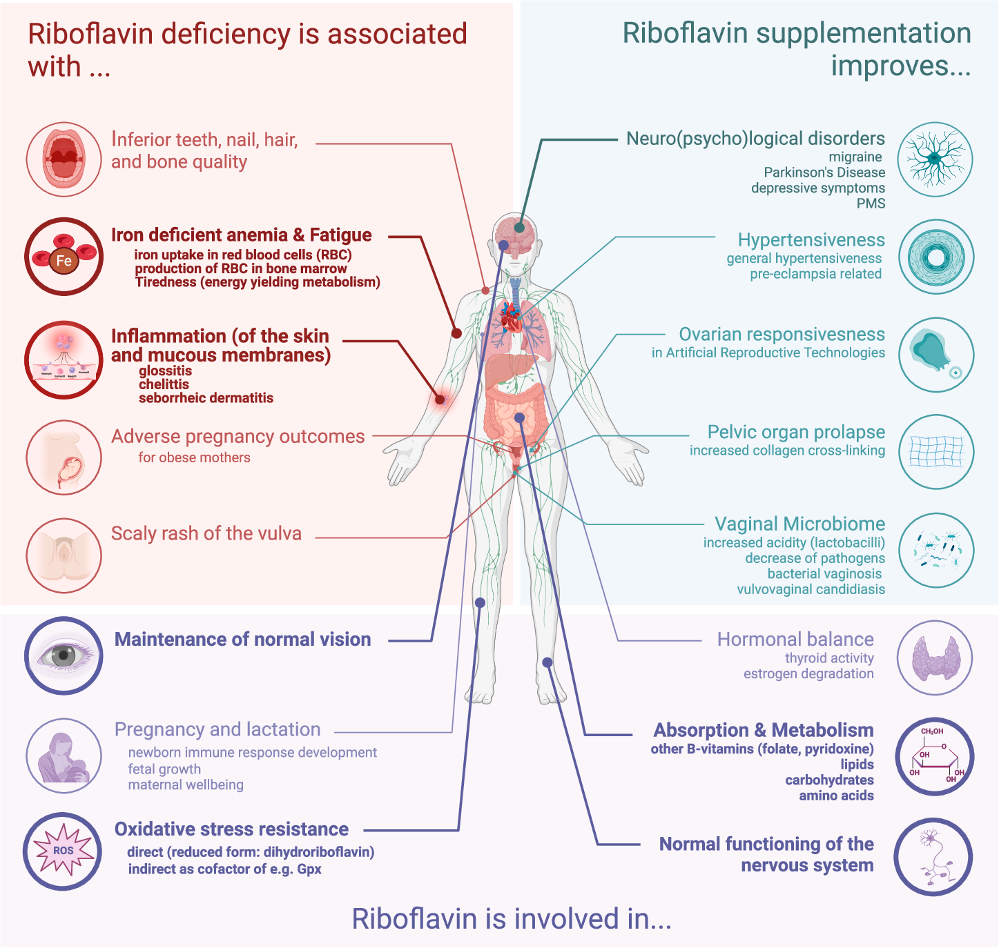 Riboflavin for women's health and emerging microbiome strategies | npj  Biofilms and Microbiomes, image size:1447x1374