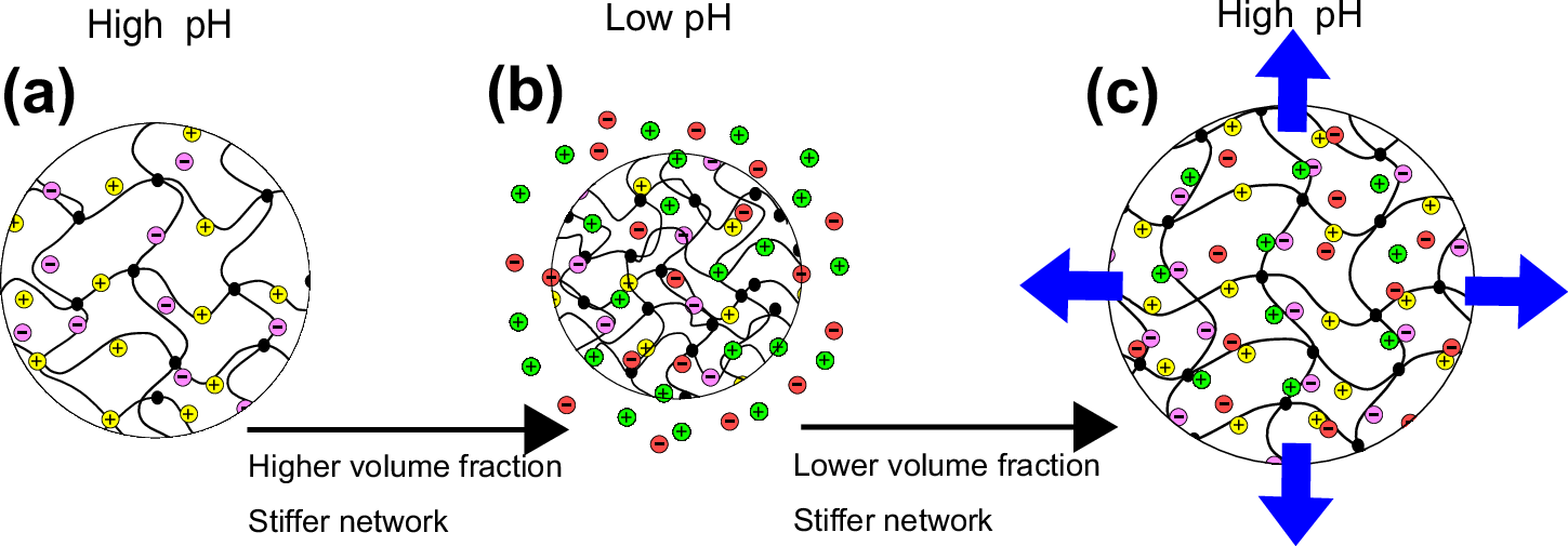 Fig. 9: Model for the action of NAC on the mucoid biofilm matrix.