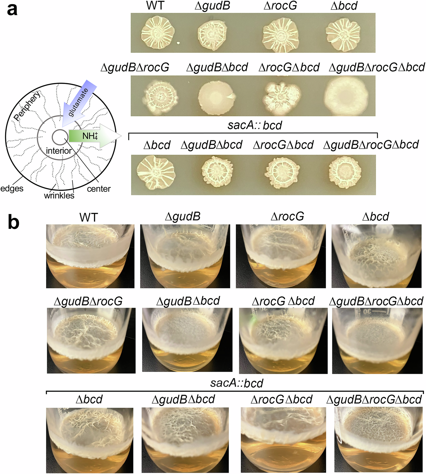 Fig. 4: Glutamate homeostasis is essential for biofilm development in B. subtilis.