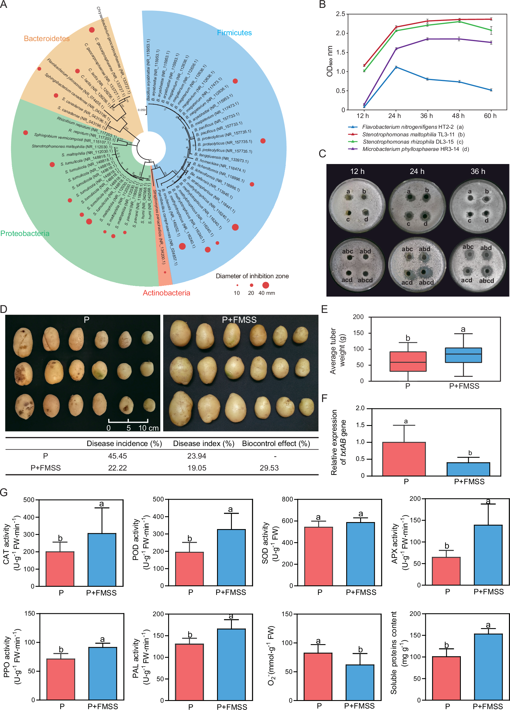 Fig. 6: Establishment of beneficial synthetic communities within the Green cluster, their suppression capabilities against PCS S. scabies, and impacts on tuber physiological indices.