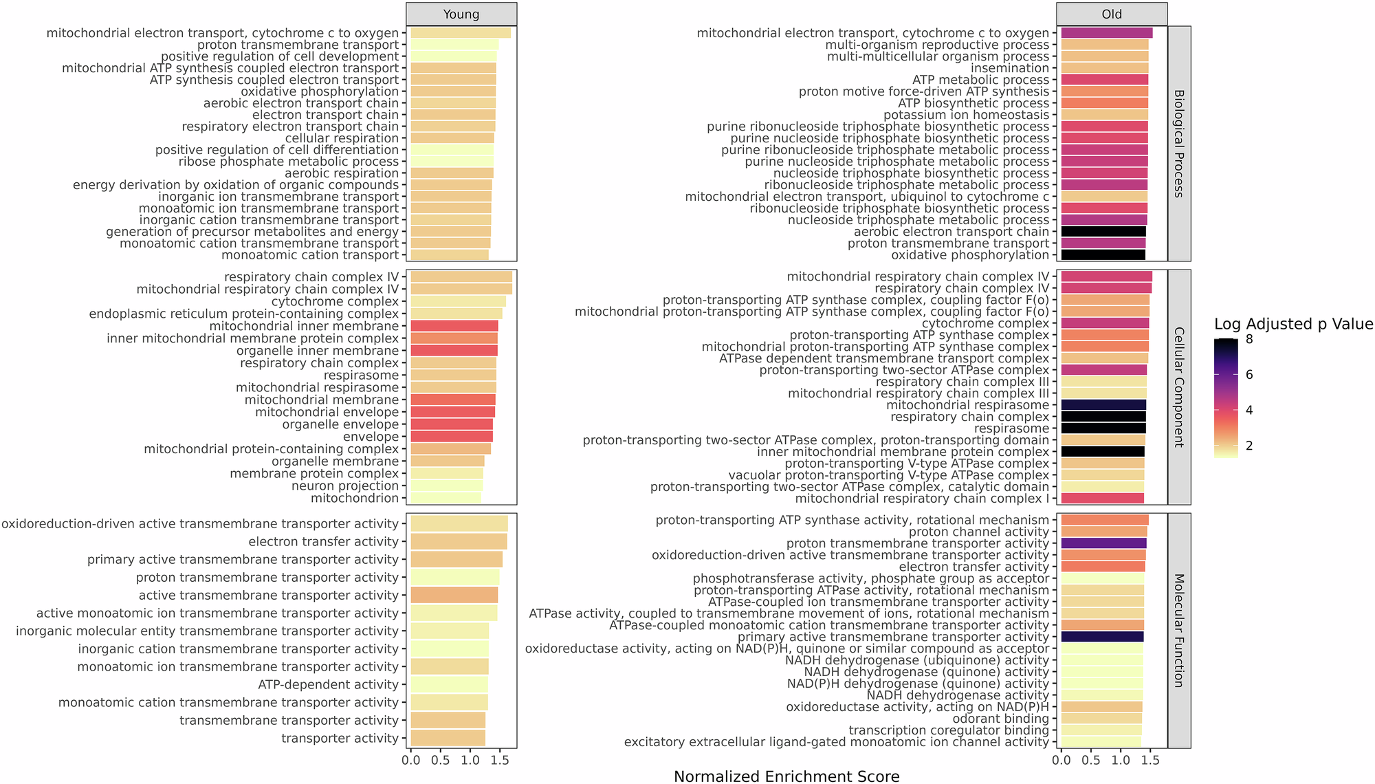 Fig. 3: Gene set enrichment analysis of Πg.