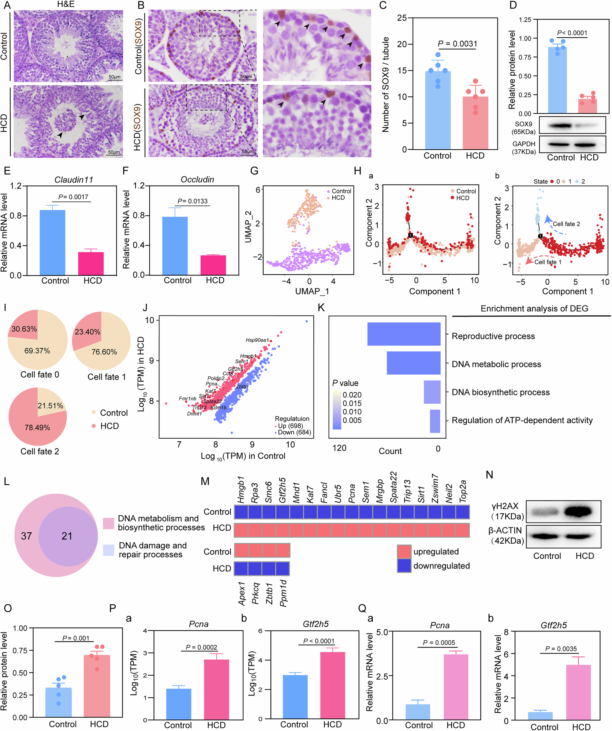 L-citrulline protects testicular Sertoli cell function by mitigating DNA  damage via the gut-testis axis of sheep fed a high-concentrate diet | npj  Biofilms and Microbiomes
