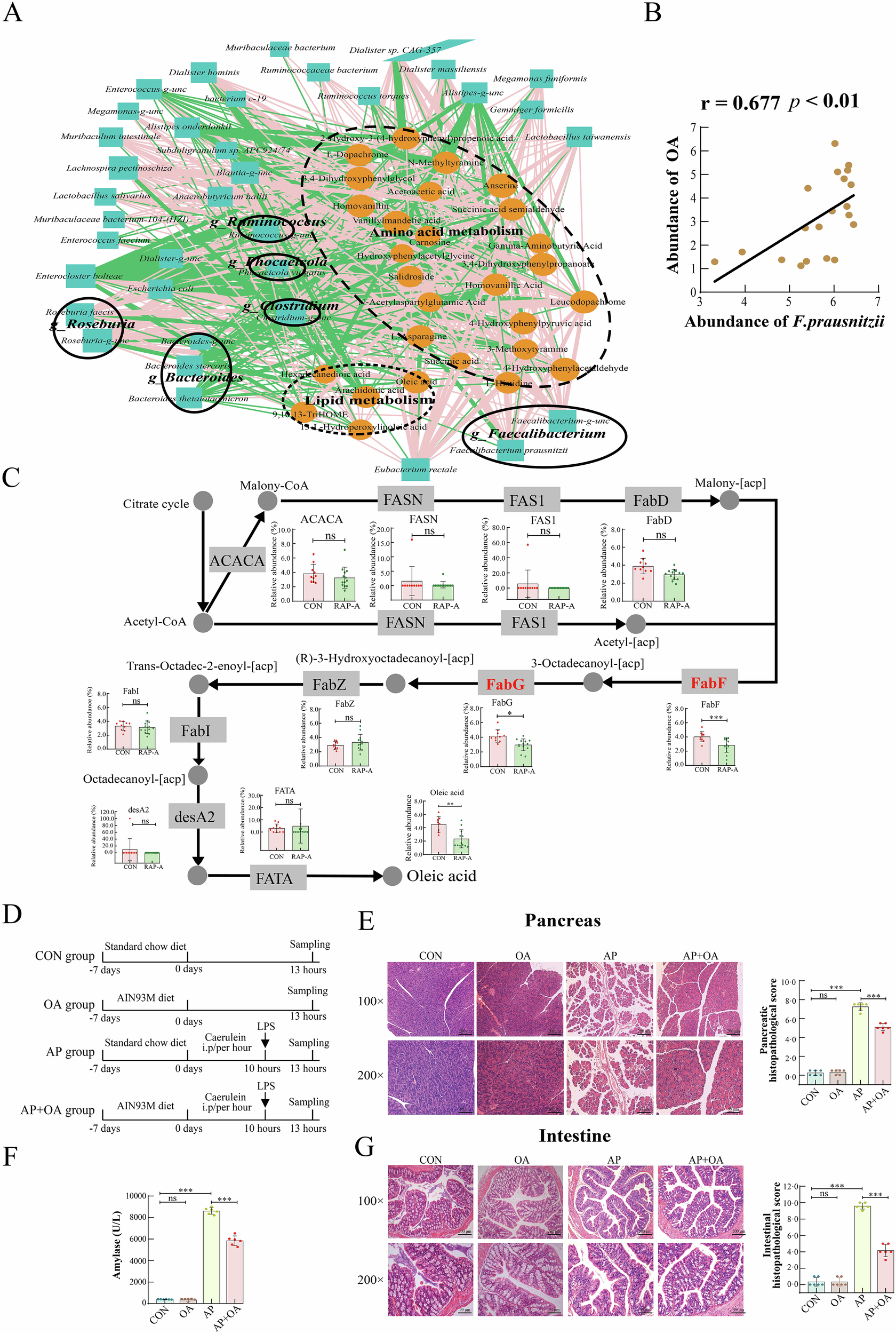 Fig. 5: Oleic acid synthesized by Faecalibacterium prausnitzii exhibits a protective effect against acute pancreatitis.