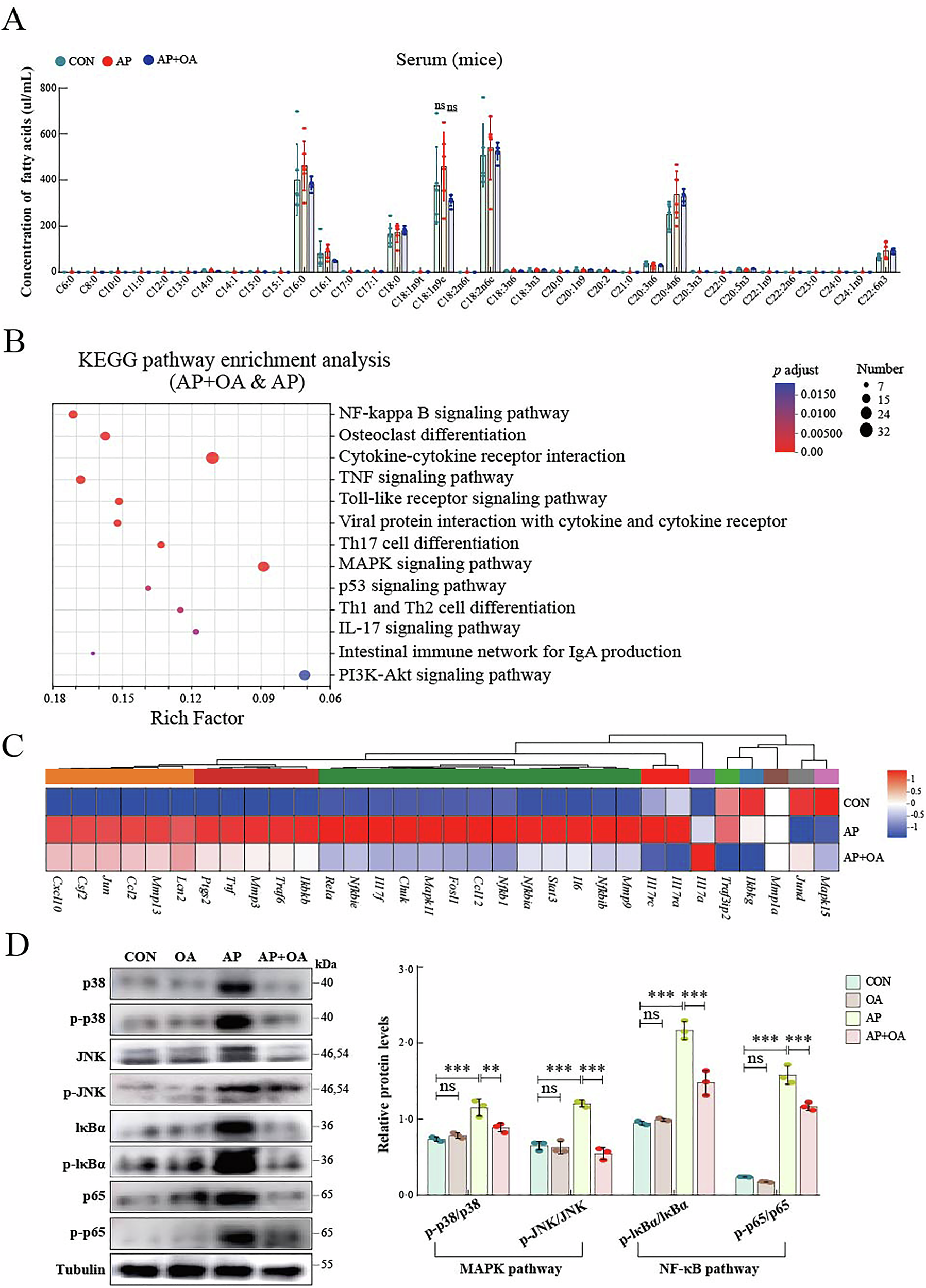 Fig. 7: Mechanistic insights into the protective role of oleic acid in acute pancreatitis.