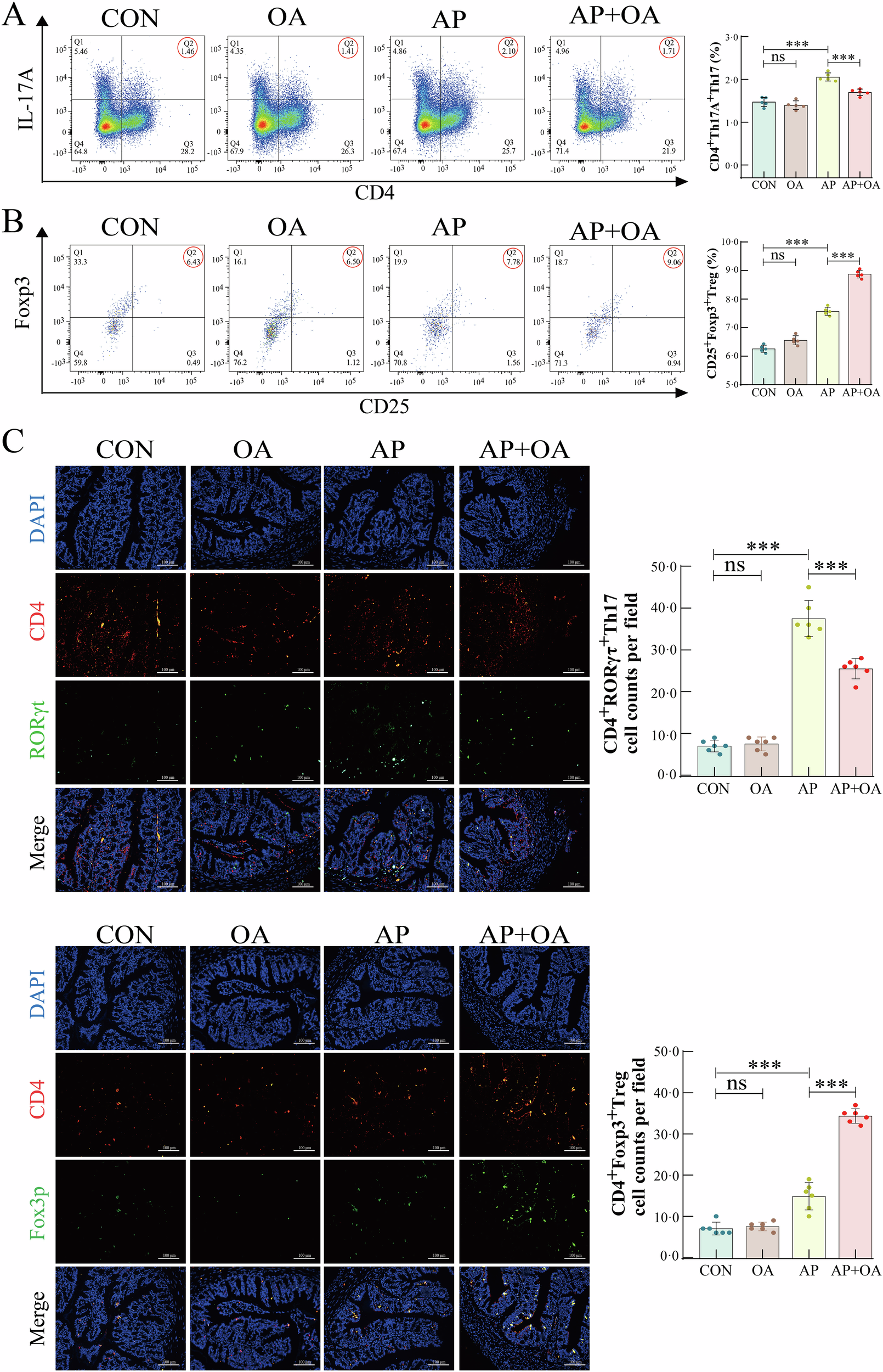 Fig. 8: Oleic acid alleviates intestinal inflammation by regulating intestinal Th17/Treg balance.