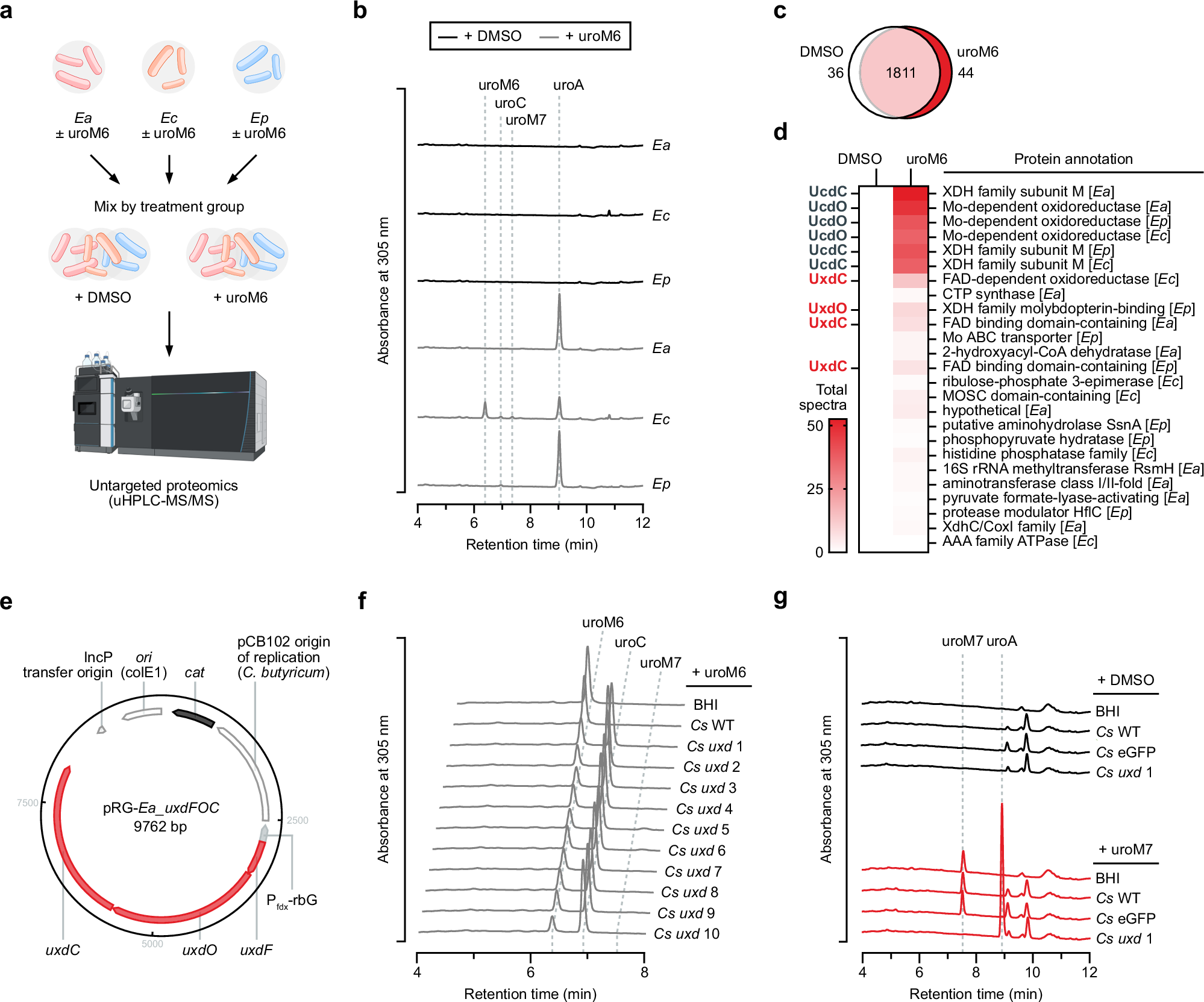 Fig. 3: UroM6 induces the expression of two regioselective dehydroxylases.