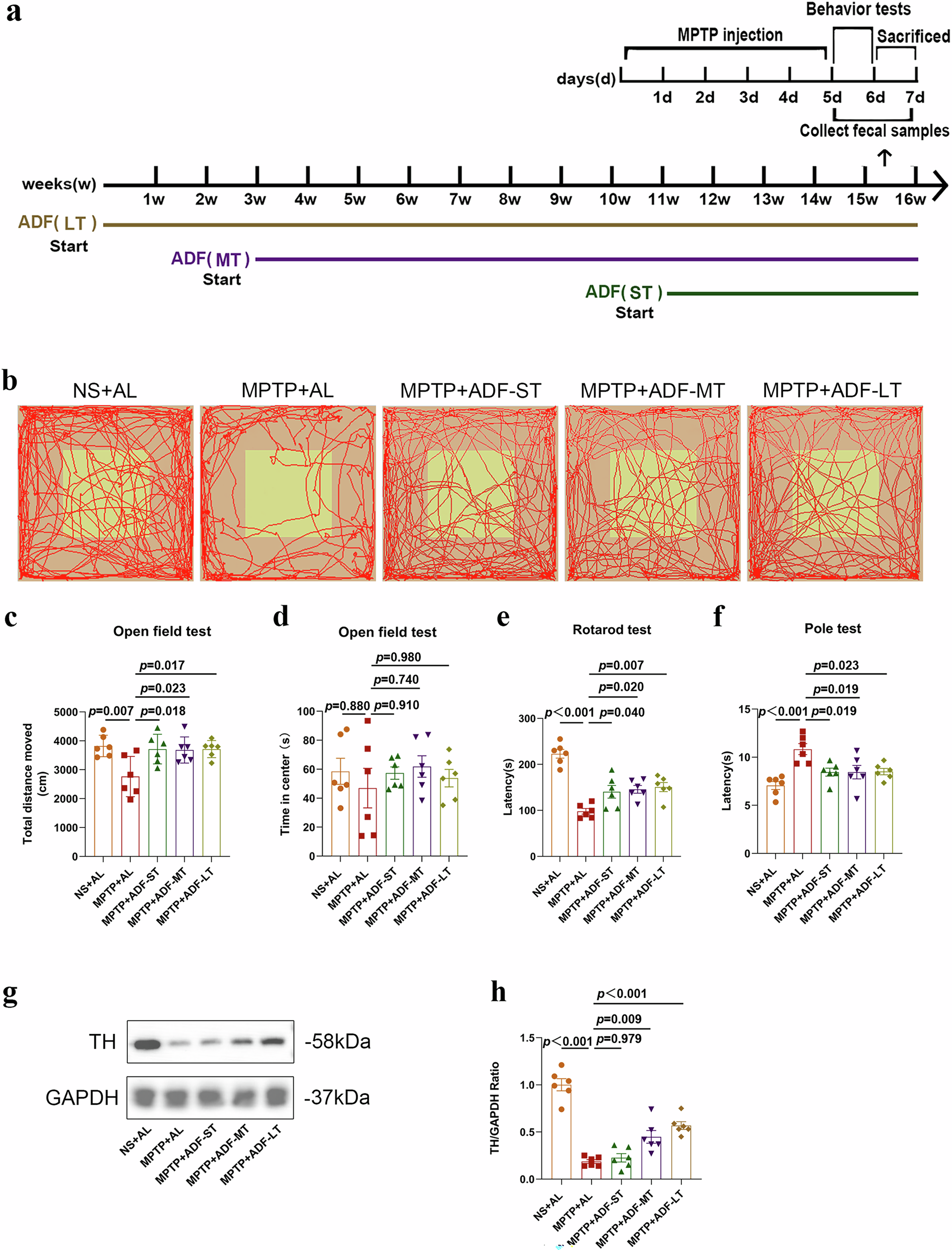 Fig. 1: ADF exerted neuroprotective effect in MPTP-induced PD mice in a time-dependent manner.