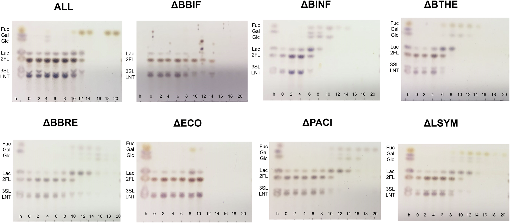 Fig. 4: Consumption of HMOs and derived carbohydrates for each species dropout experiment.