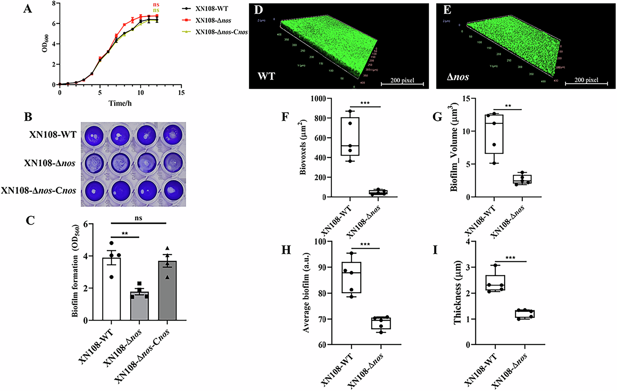 The role of nitric oxide synthase in biofilm formation by Staphylococcus  aureus | npj Biofilms and Microbiomes