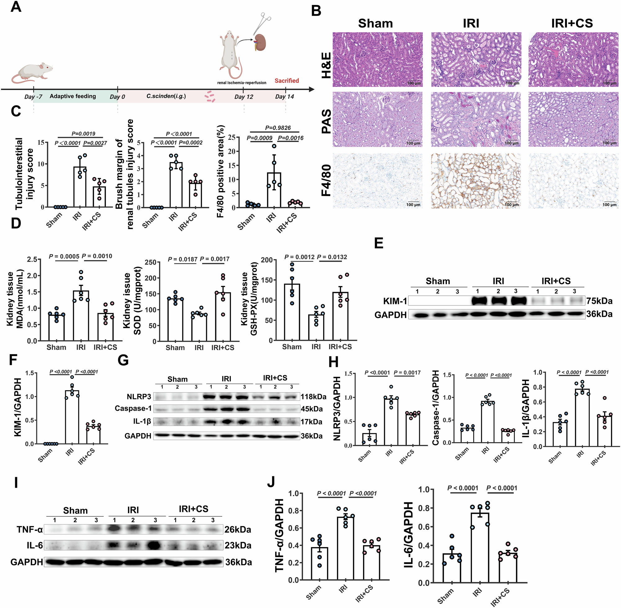 Fig. 1: CS colonization ameliorates IRI-induced acute kidney injury.