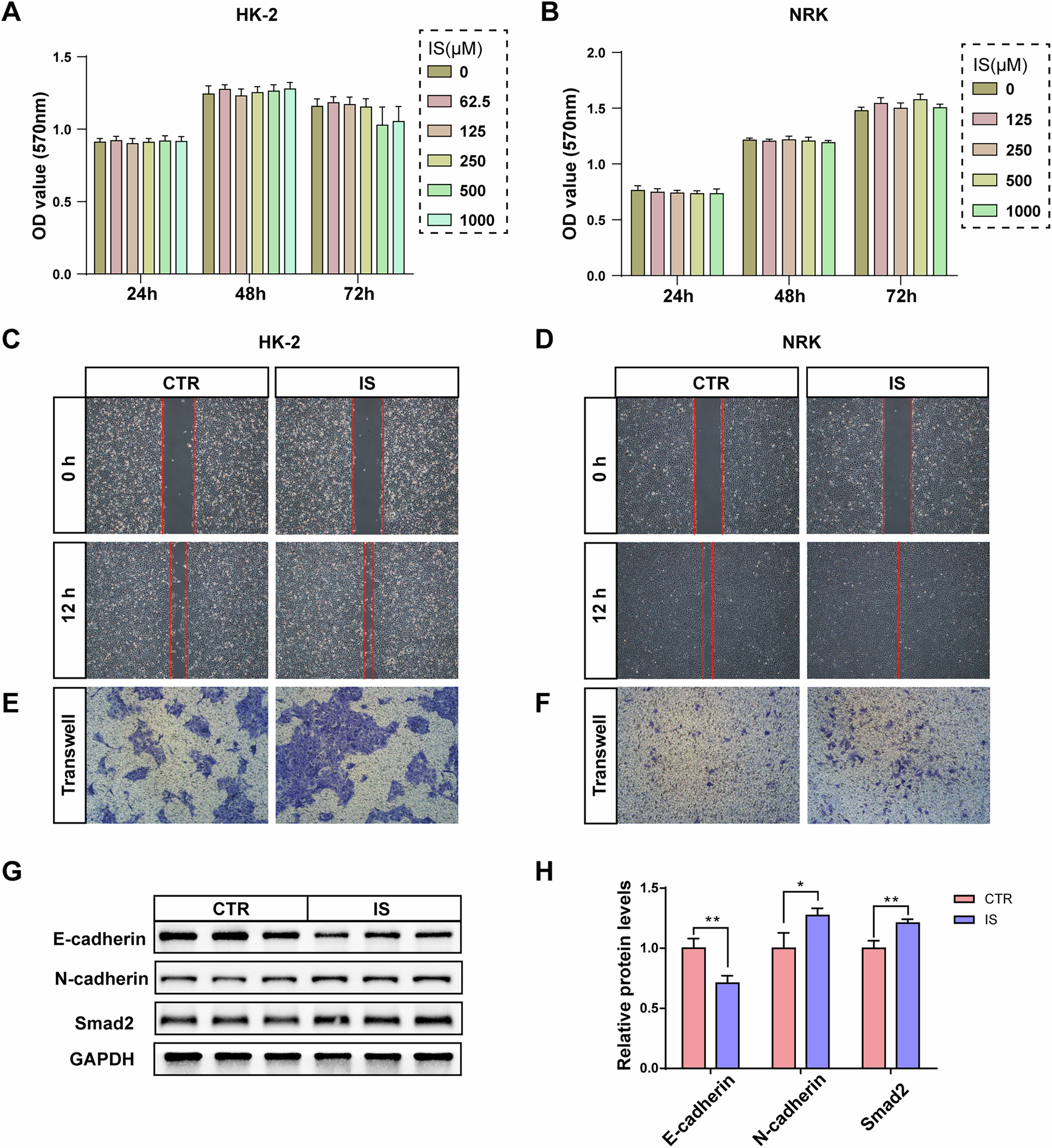 Fig. 10: IS promotes EMT in renal tubular epithelial cells.