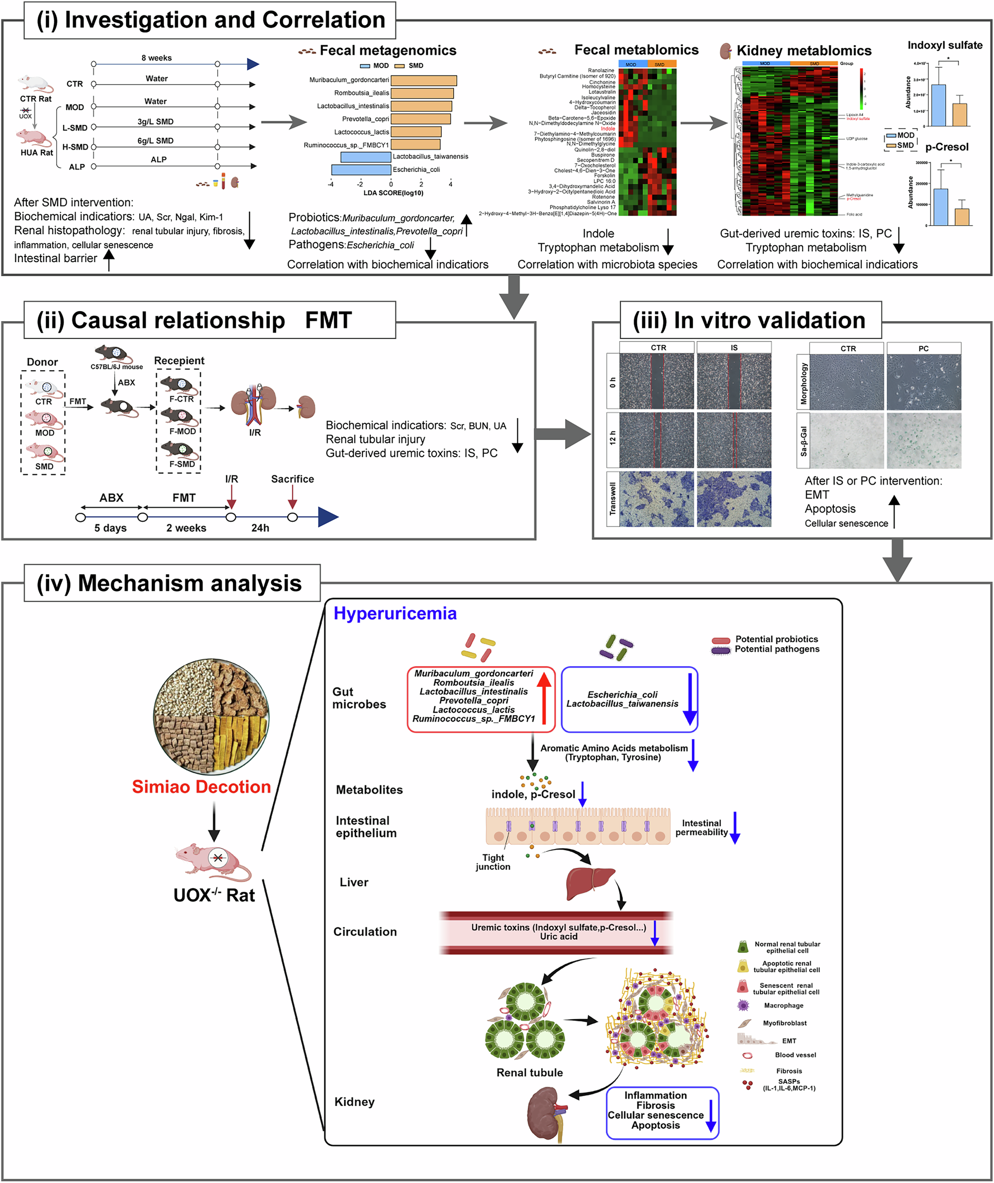 Fig. 12: SMD alleviates HUA-induced renal injury through regulating gut dysbiosis and decreasing gut-derived uremic toxins.