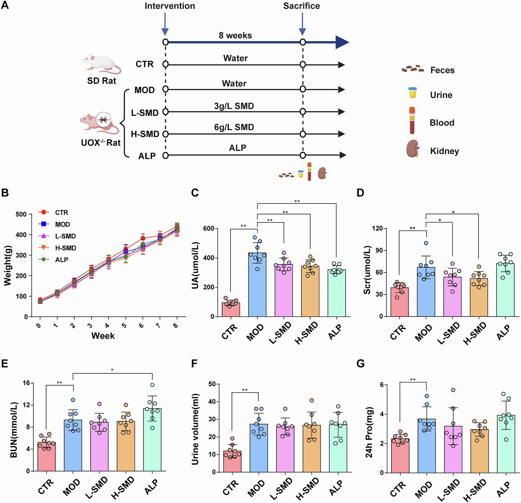 Fig. 1: SMD alleviates HUA and renal dysfunction in the UOX−/− rats.
