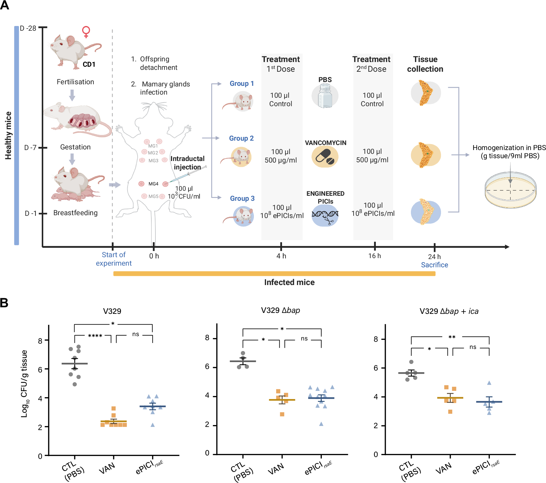 Fig. 8: Bactericidal activity of ePICIrsaE in a murine mastitis model of S. aureus infection.