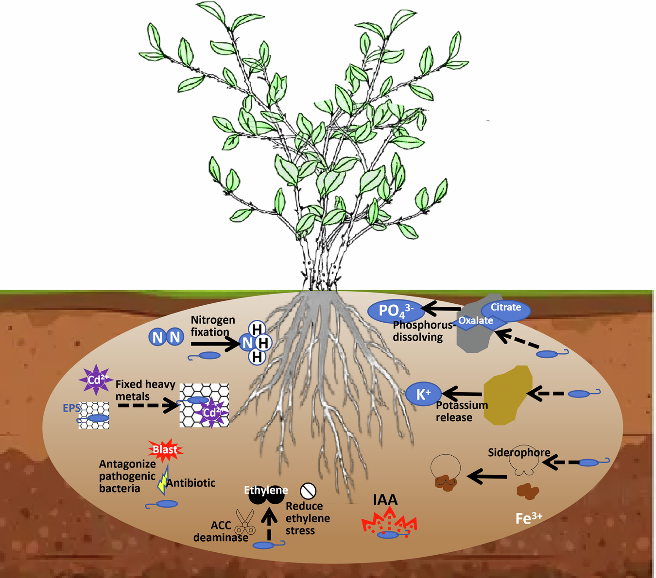 PGPR-mediated enhancement of soil nutrients, rhizosphere microbial ecology, and plant growth: a review