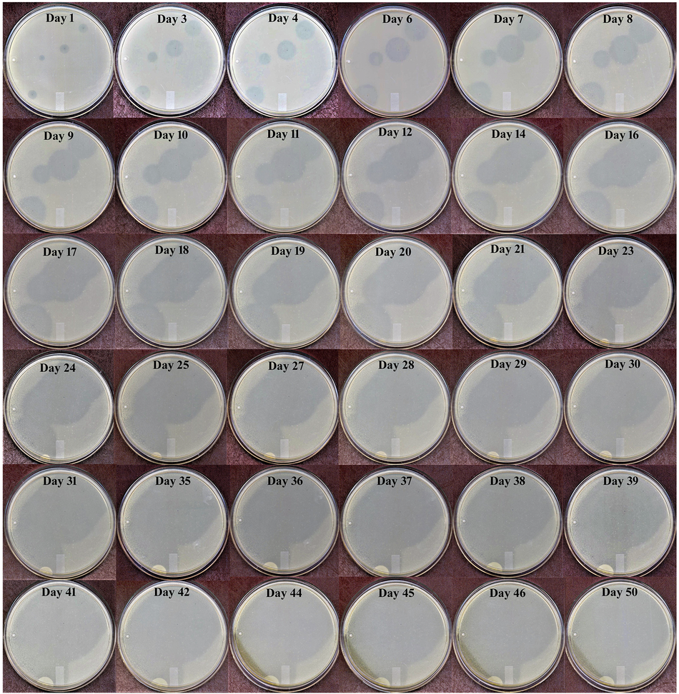 Eradication of catheter-associated MDR Acinetobacter baumannii biofilms mediated by novel phage encoded depolymerase activity Eradication of catheter-associated MDR Acinetobacter baumannii biofilms mediated by novel phage encoded depolymerase activity