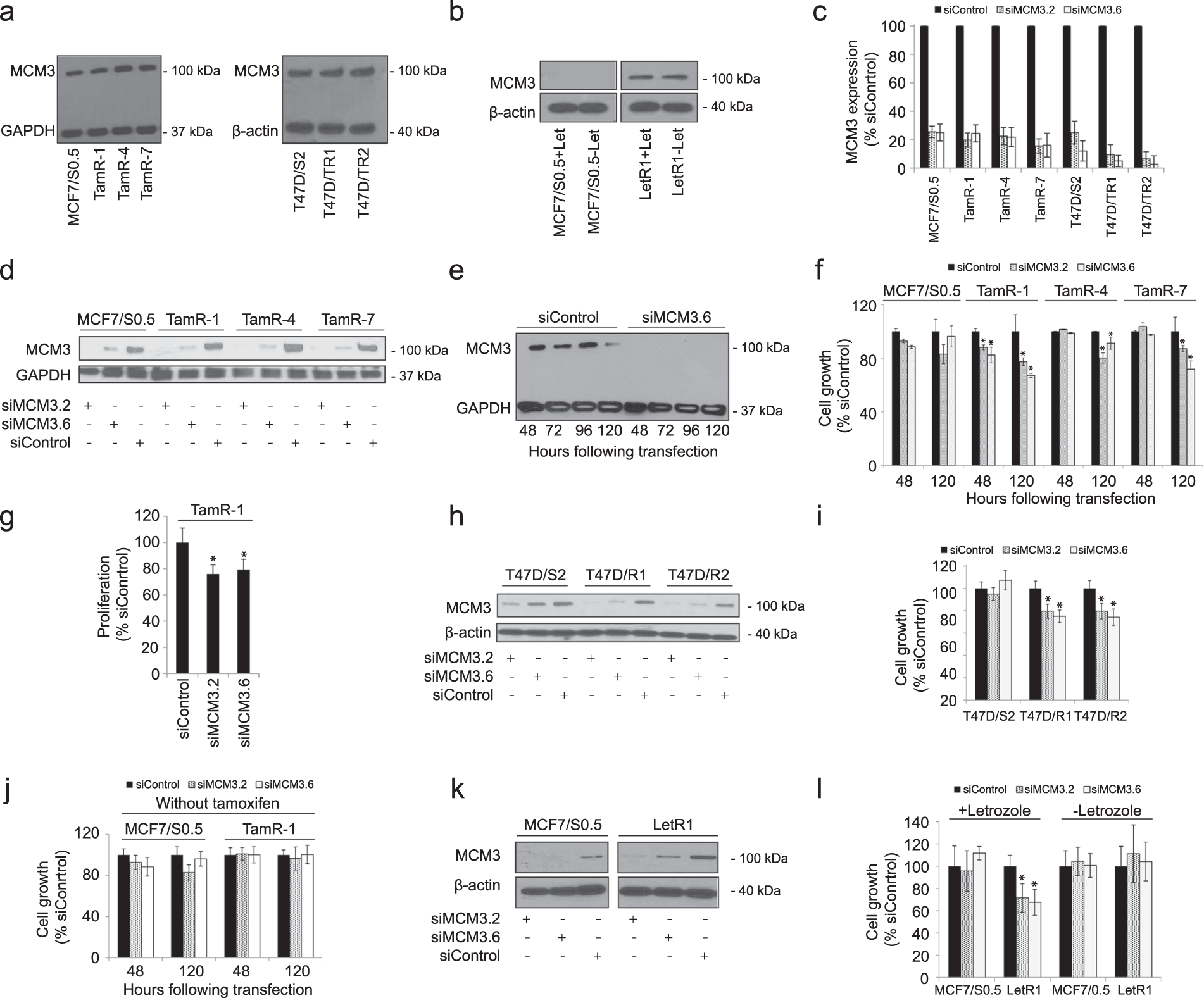 Fig. 4: Resistant cells regain sensitivity to tamoxifen and letrozole following MCM3 knockdown.
