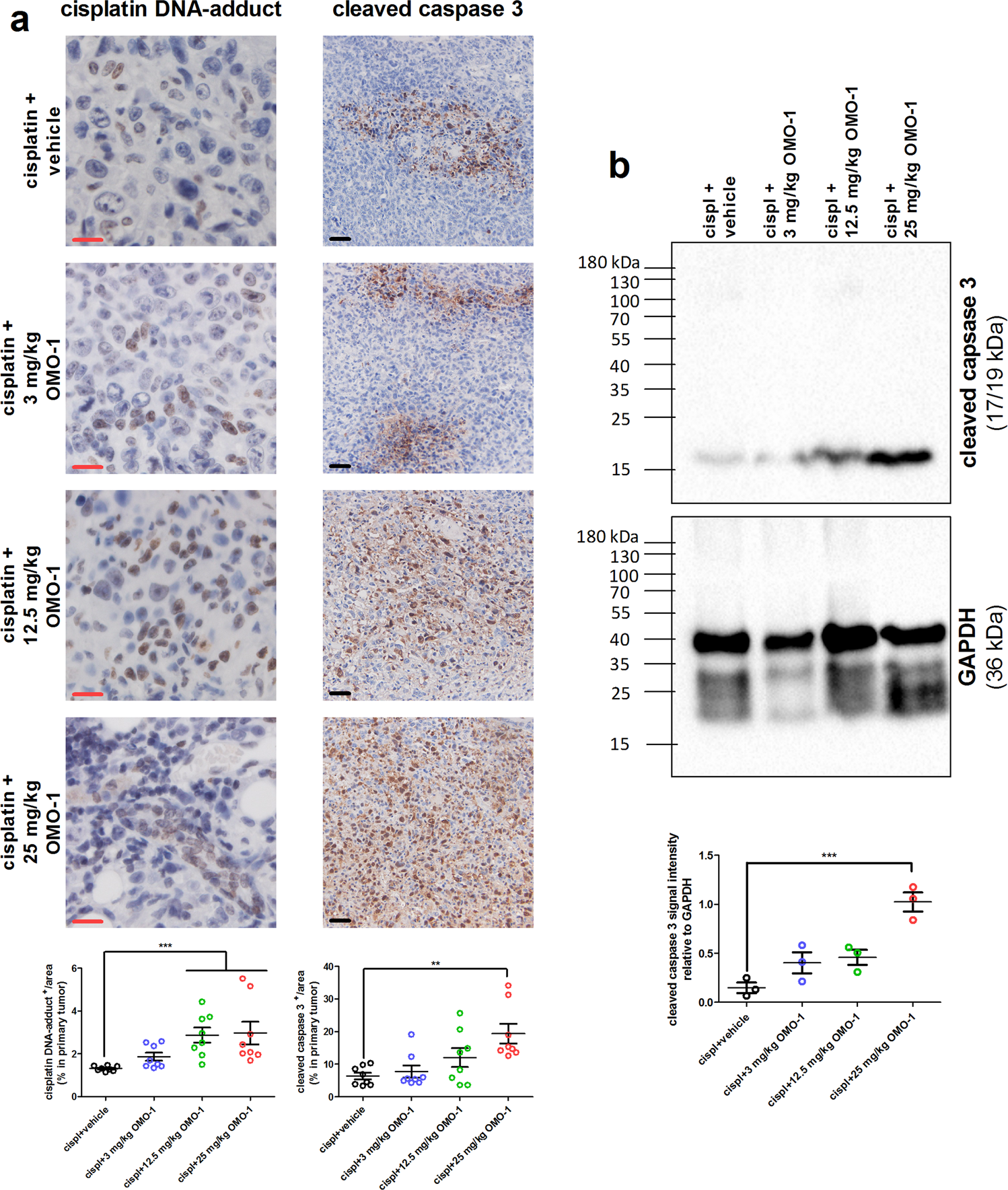 Fig. 5: OMO-1 treatment increases cisplatin-mediated cell death in primary tumors of a 4T1-based intraductal model.