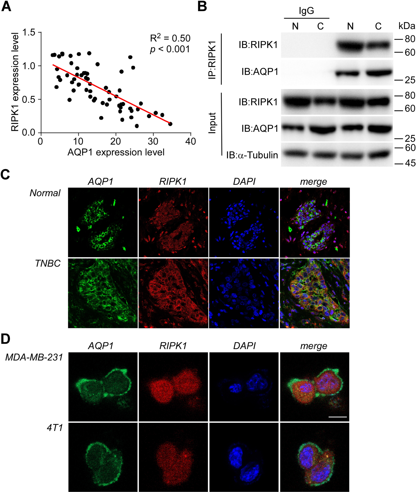 Fig. 3: AQP1 binds with RIPK1 in TNBC.