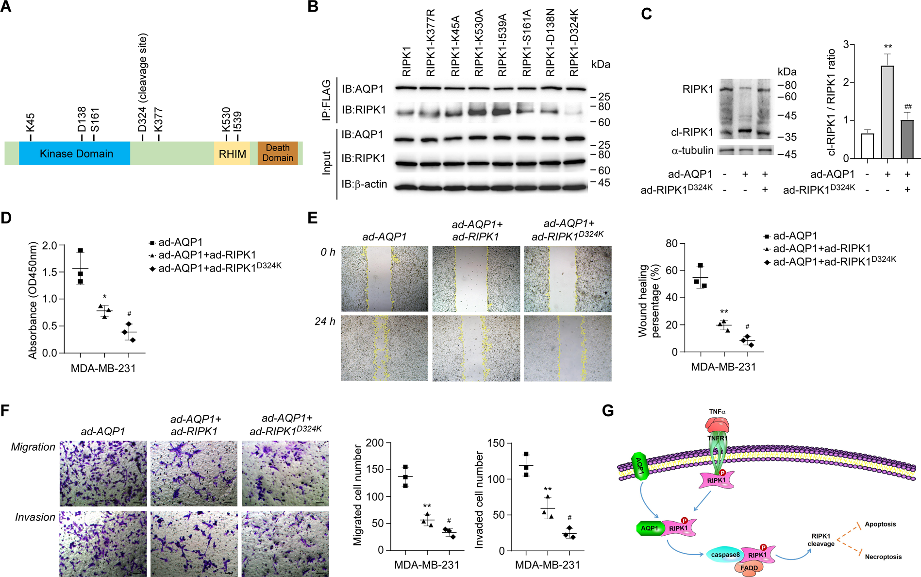 Fig. 6: AQP1 binds to the D324 site of RIPK1 and excessively activates caspase-8-mediated RIPK1 cleavage.