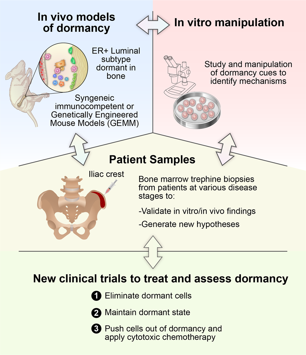 Fig. 5: Proposed integration of subfields of breast cancer dormancy research moving forward.
