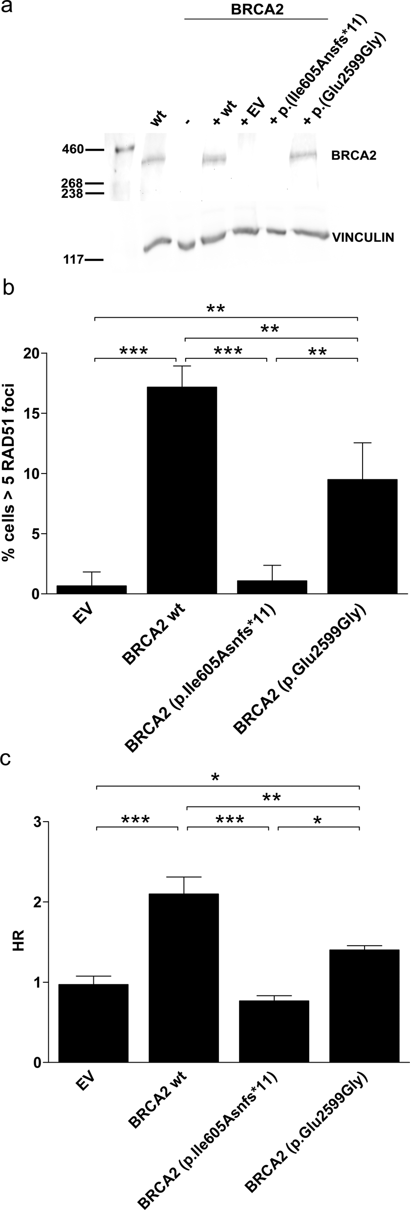 Fig. 4: The hypomorphic missense p.(Glu2599Gly) variant has partial HRR activity.