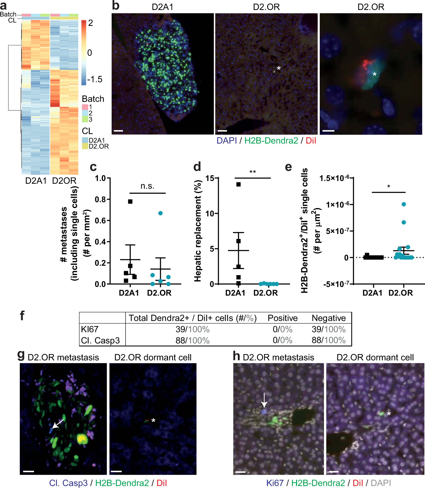 breast cancer dormancy is associated with a 4ng1 state and not senescence npj breast cancer