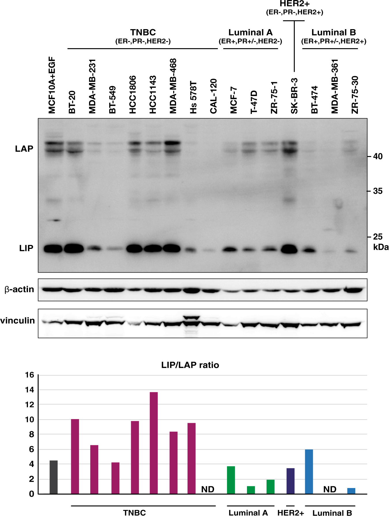 c ebp-lip drug Frontiers Increasing intratumor C/EBP- LIP and