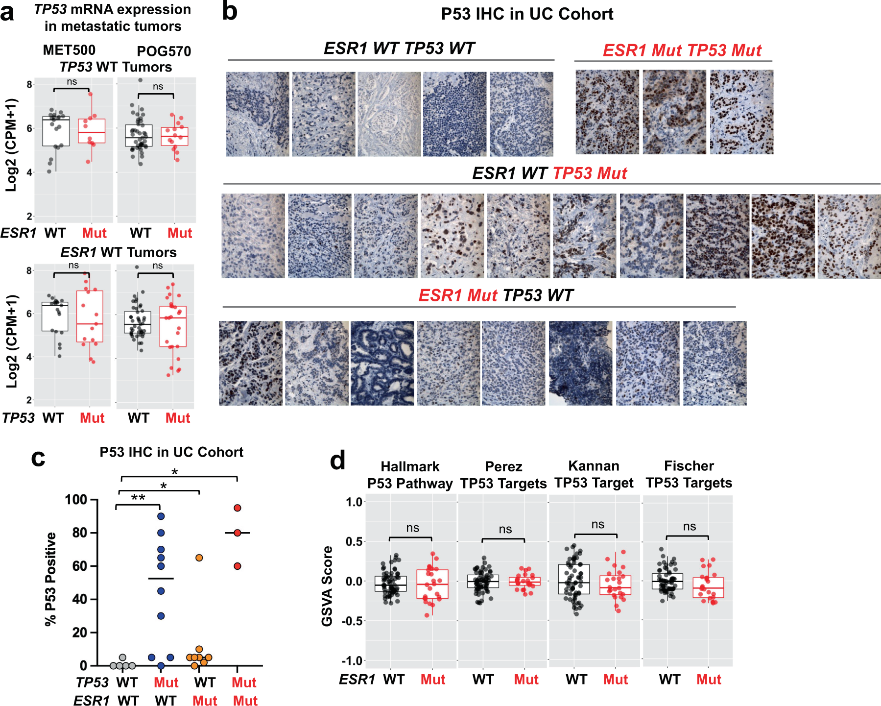Fig. 2: ESR1 mutations do not affect TP53 expression or TP53 pathway activity in TP53 WT ER + metastatic tumors.