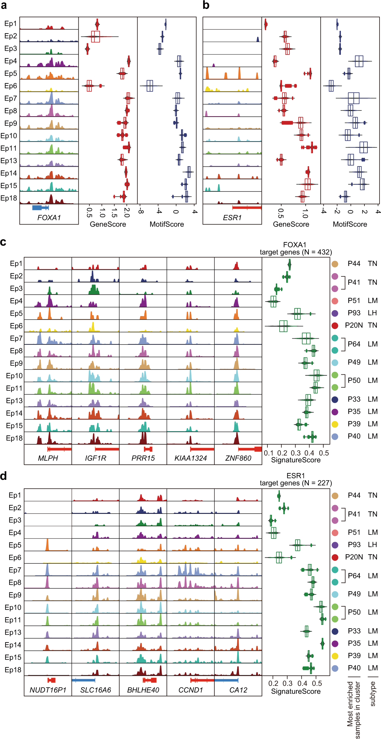 Fig. 4: Gene activity signatures of FOXA1 and ER targets.