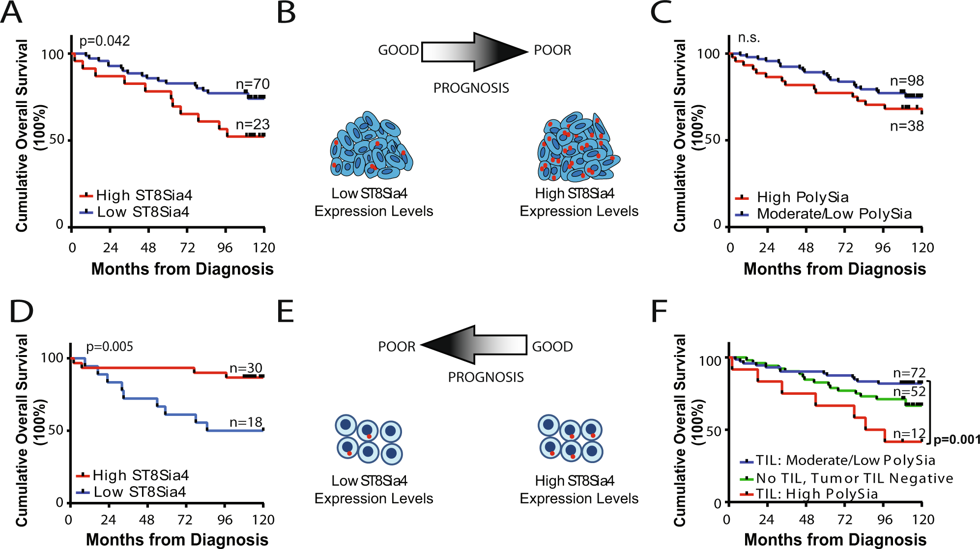 Fig. 4: Kaplan–Meier curves demonstrating survival rates relative to ST8Sia4 and polysialic acid expression in tumor cells and tumor-infiltrating lymphocytes.