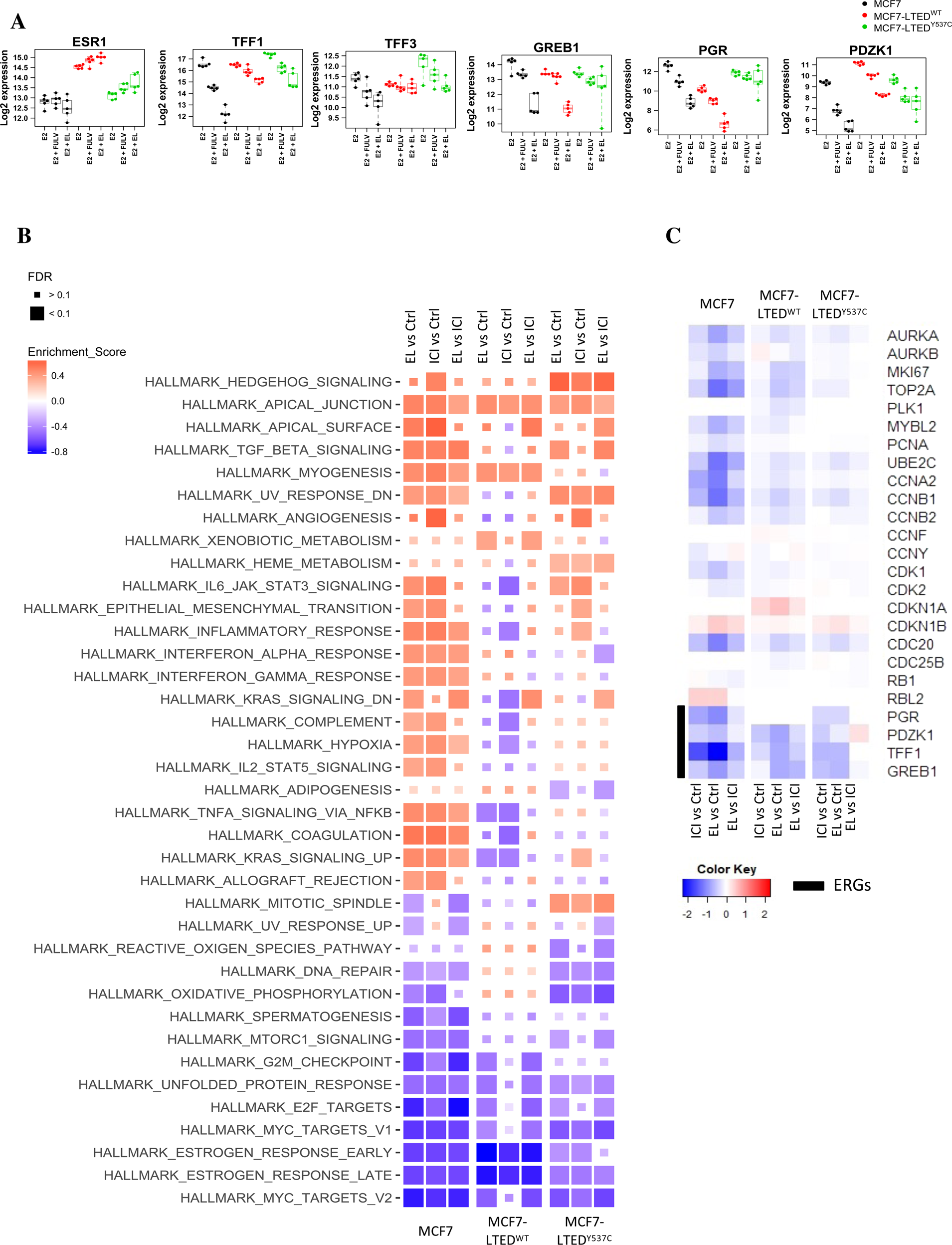 Fig. 3: Effect of elacestrant versus fulvestrant on ER-mediated transcription and translation.