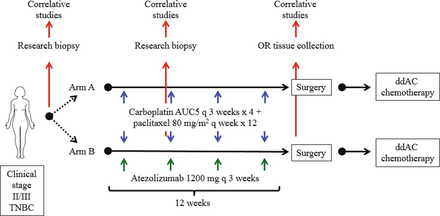 Fig. 6: Clinical trial schema outlining treatment arm, randomization, collection of biopsies, and adjuvant treatment.