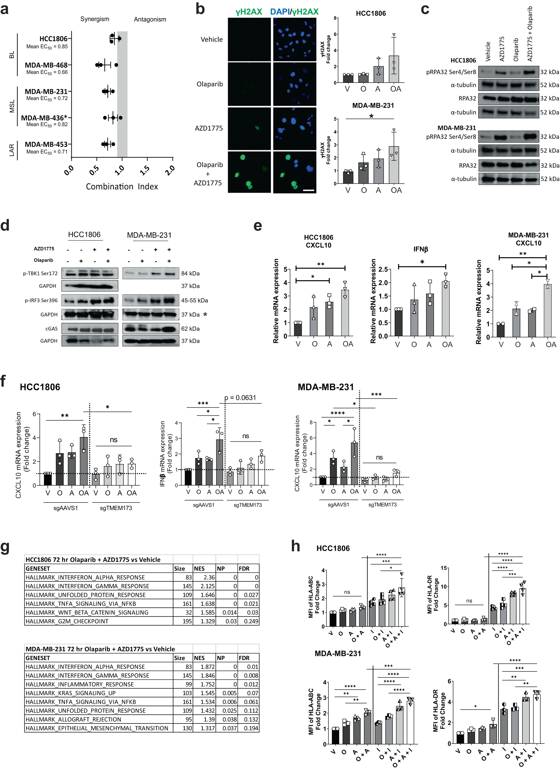 Fig. 1: Combined PARP and WEE1 inhibitor treatment induces synergistic anti-tumour effects as well as STING-mediated inflammatory response in BRCA1/2 wild-type TNBC.