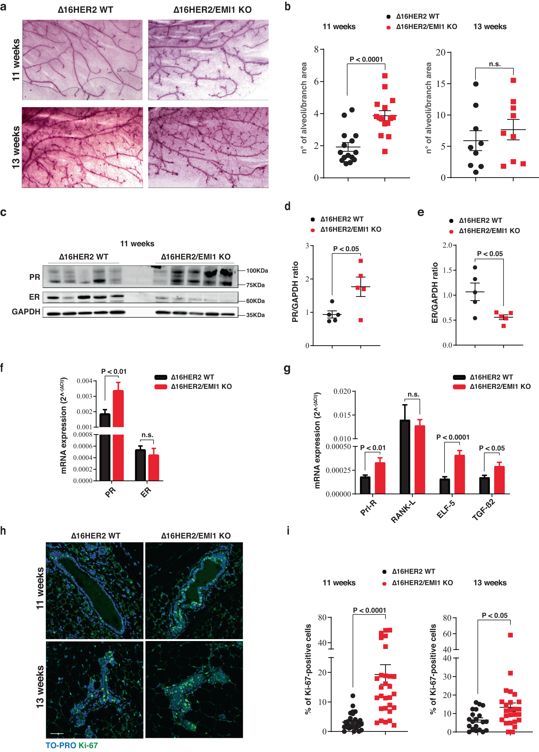 Fig. 3: EMILIN1 regulates mammary gland development and proliferation, in mice.