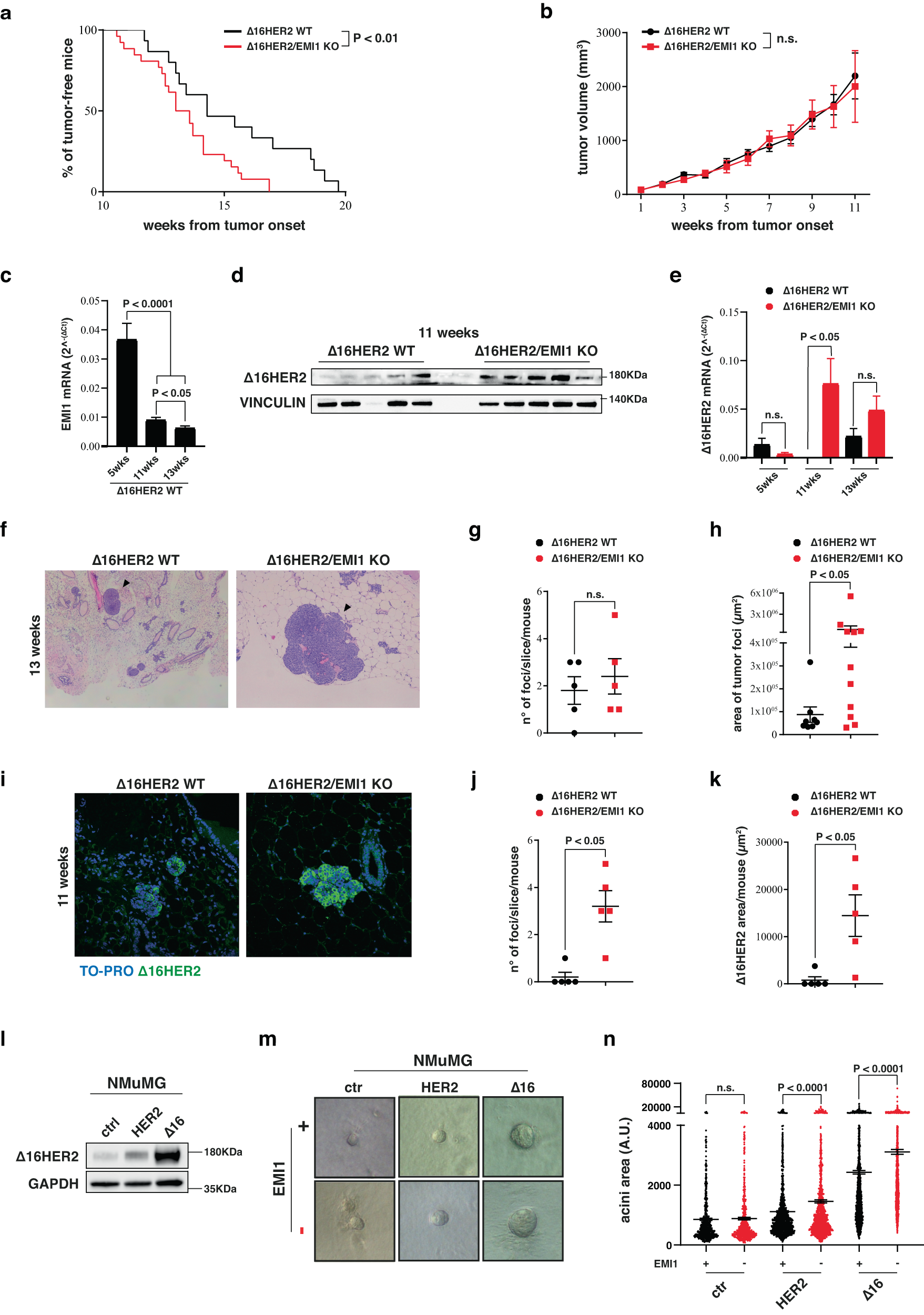 Fig. 4: EMILIN1 loss induces an acceleration of the tumor onset in a model of ∆16HER2-driven tumorigenesis.