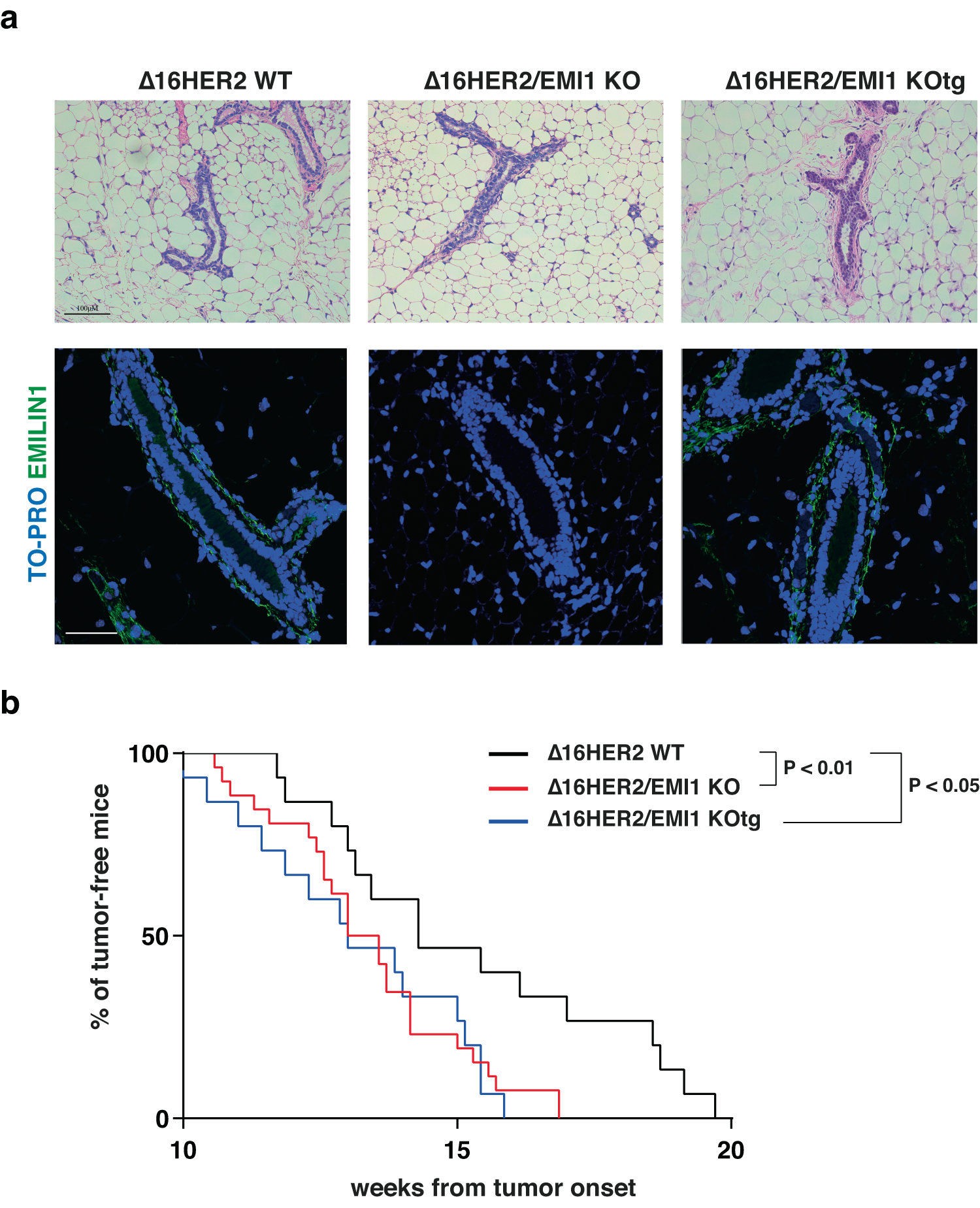 Fig. 6: A functional integrin binding domain is necessary to prevent early tumor onset in ∆16HER2/EMI1 KO mice.