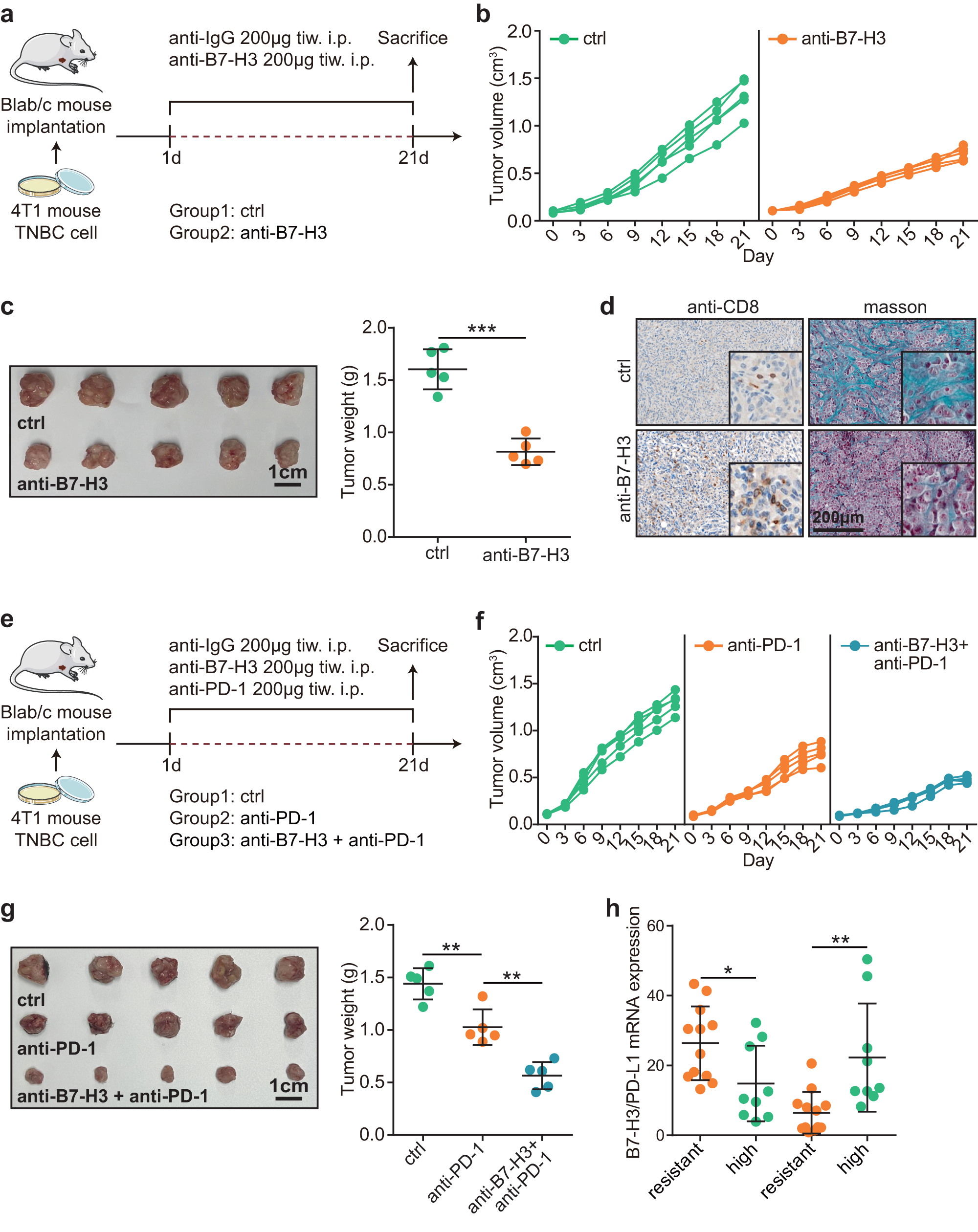 Fig. 3: Pharmacological effect of B7-H3 mAb in mouse TNBC model.