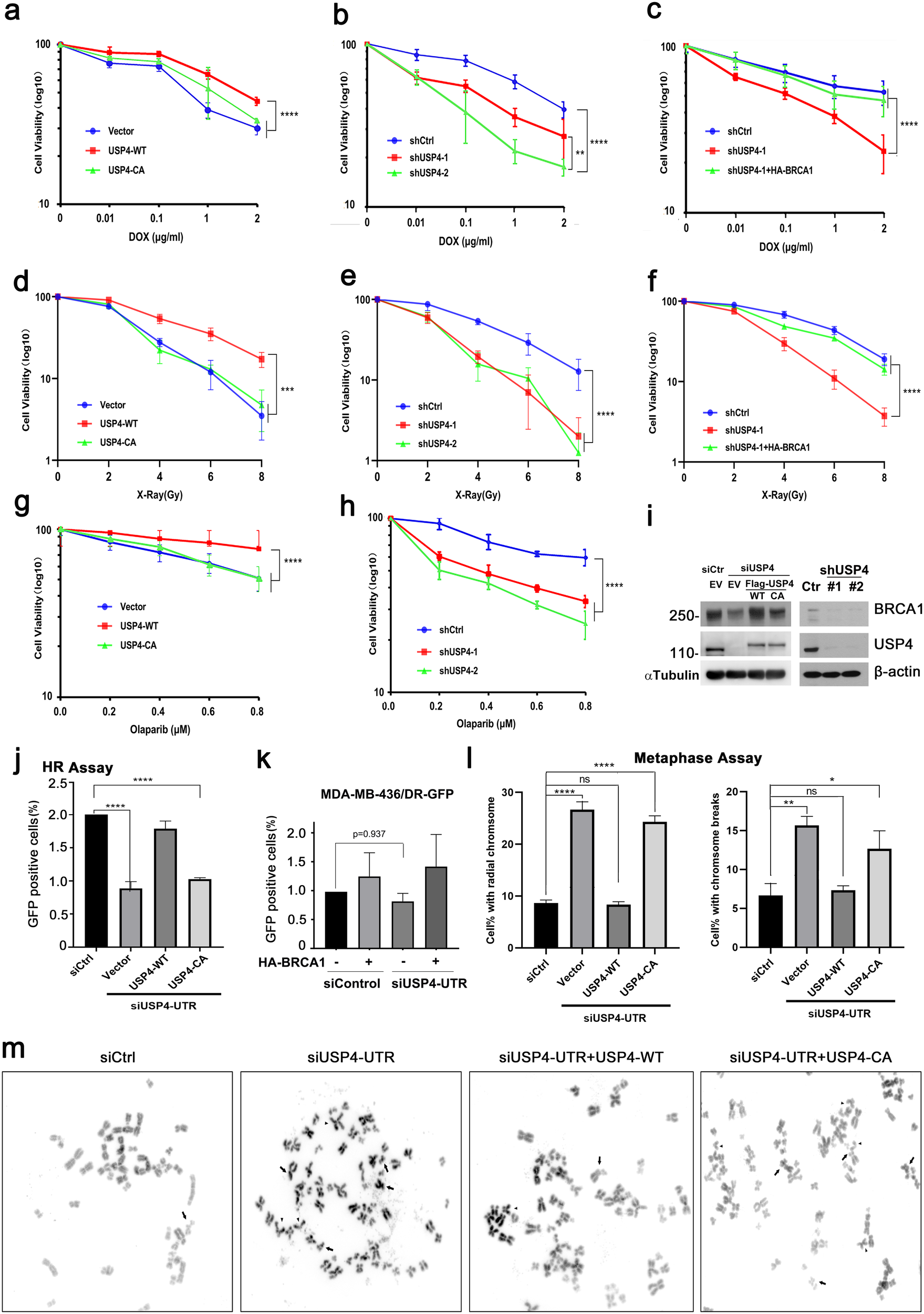 Fig. 4: USP4 regulates BRCA1-mediated DNA damage repair.