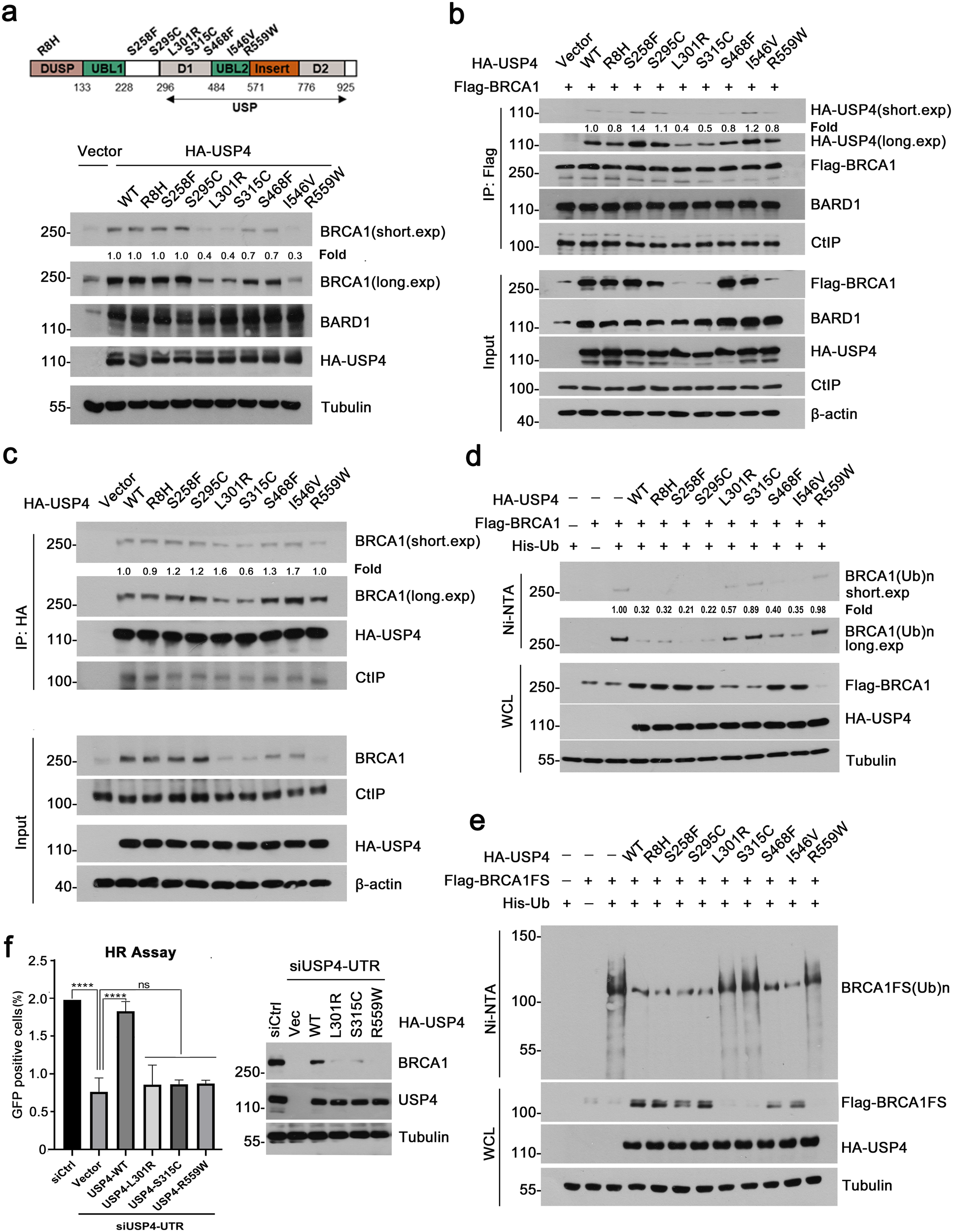 Fig. 5: Identification and characterization of USP4 loss-of-function mutations in human cancers.