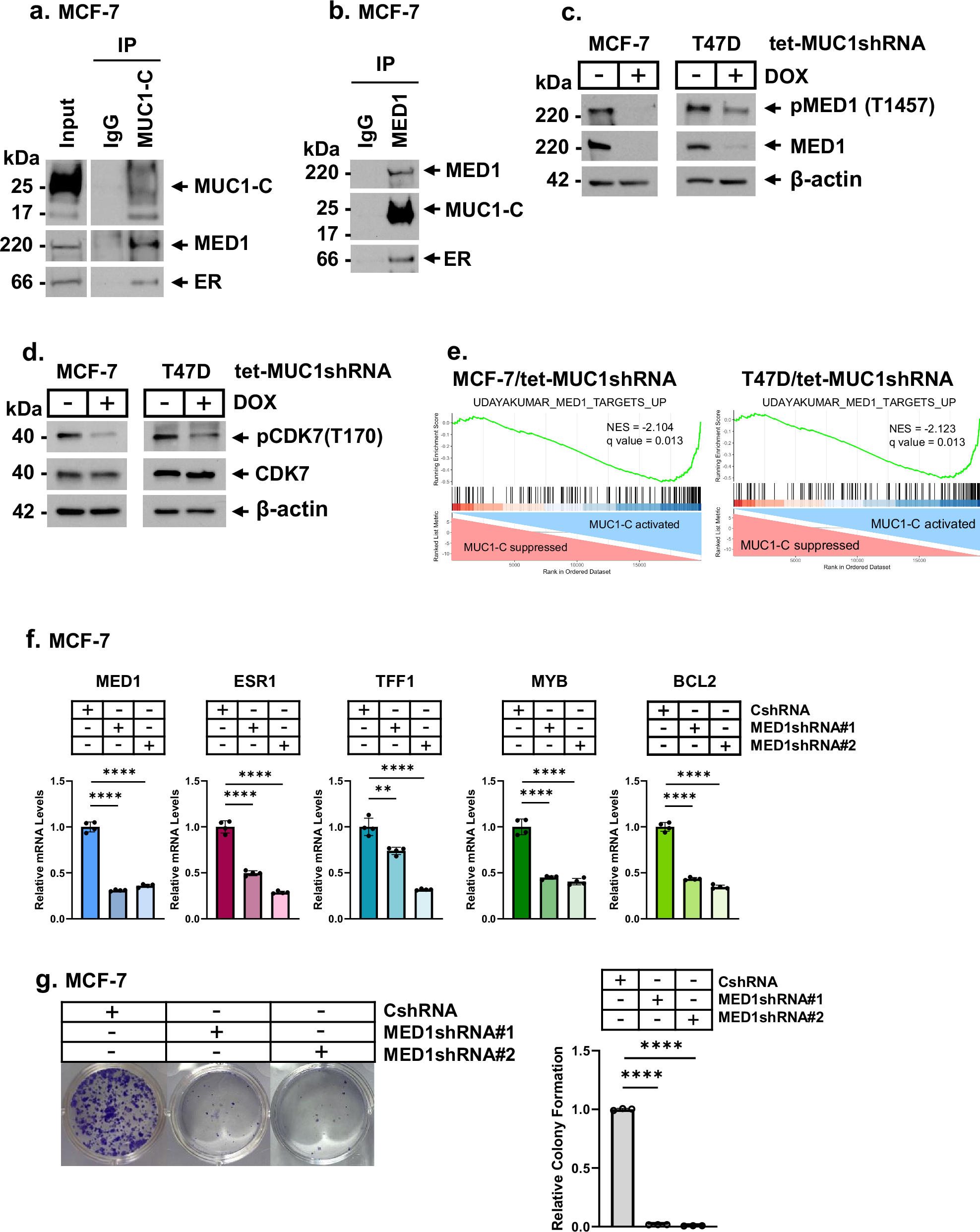 Fig. 3: MUC1-C regulates ER coactivator MED1 by a CDK7-mediated mechanism.