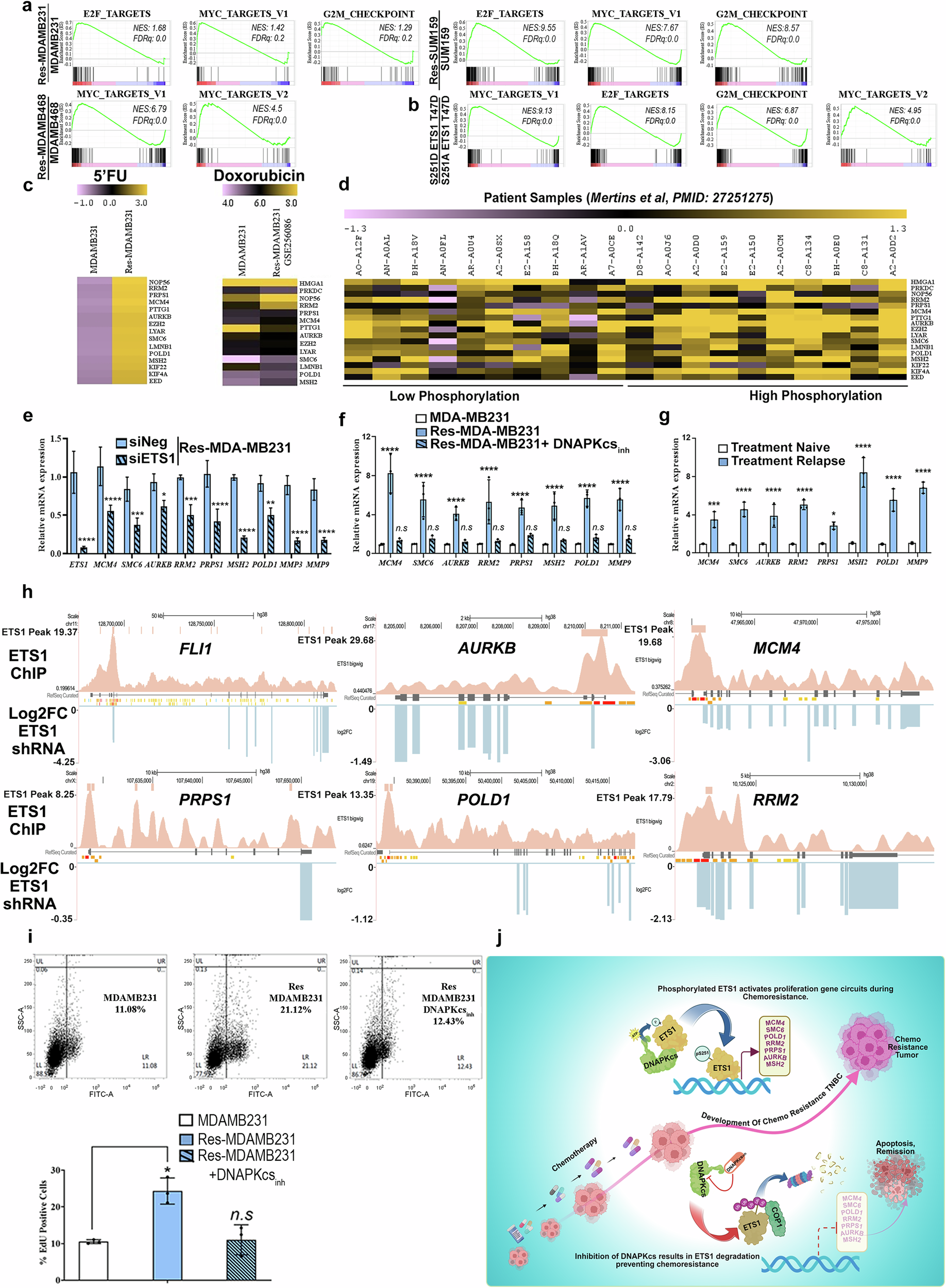 Fig. 4: Phosphorylated ETS1 activates a proliferation gene network that promotes drug resistance.