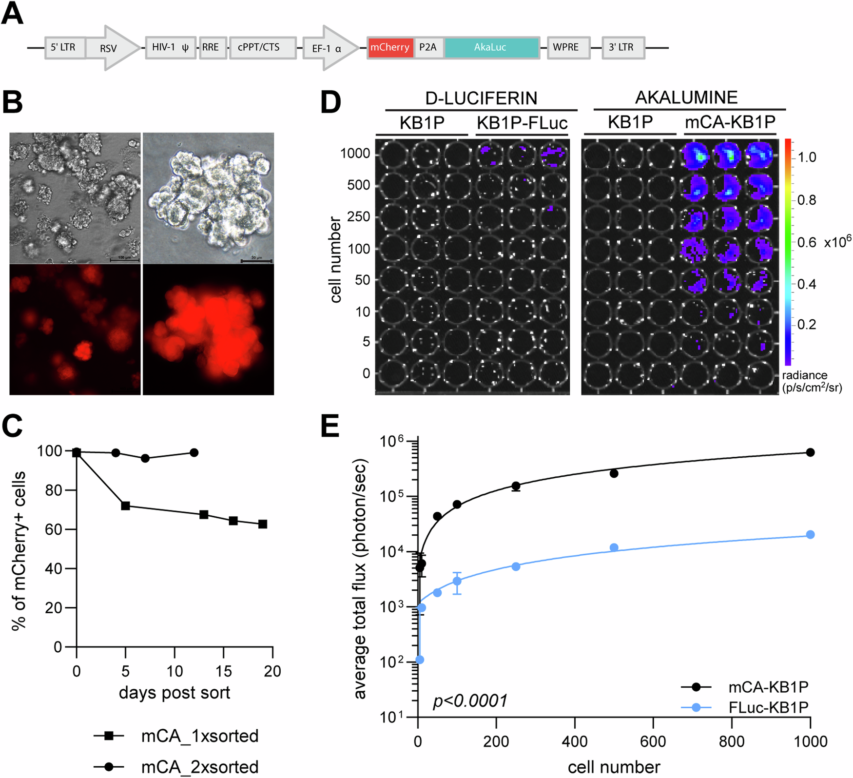 Fig. 2: Generation and in vitro detection sensitivity of the dual mCherry-AkaLuc reporter system in KB1P organoids.
